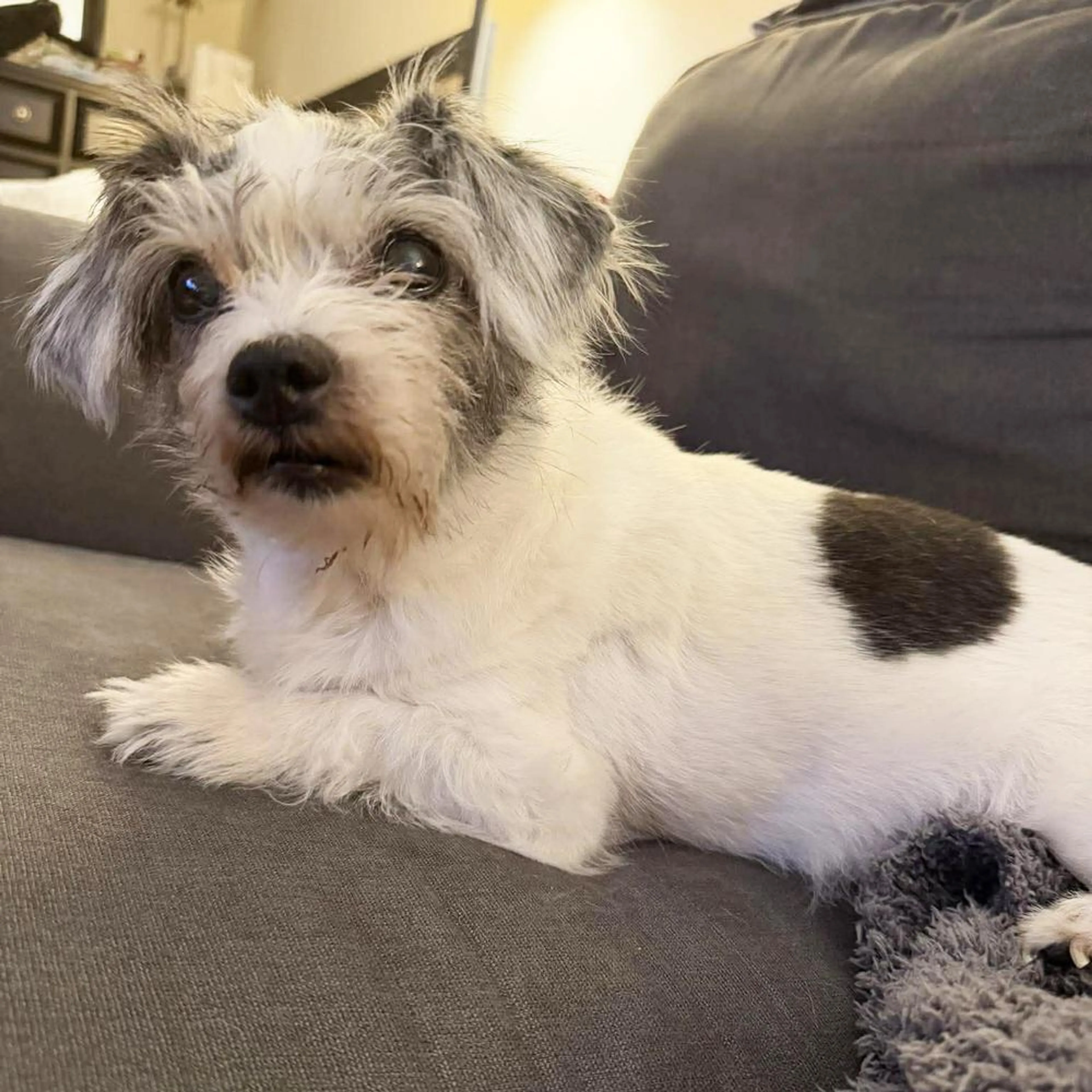 Found pet-1
