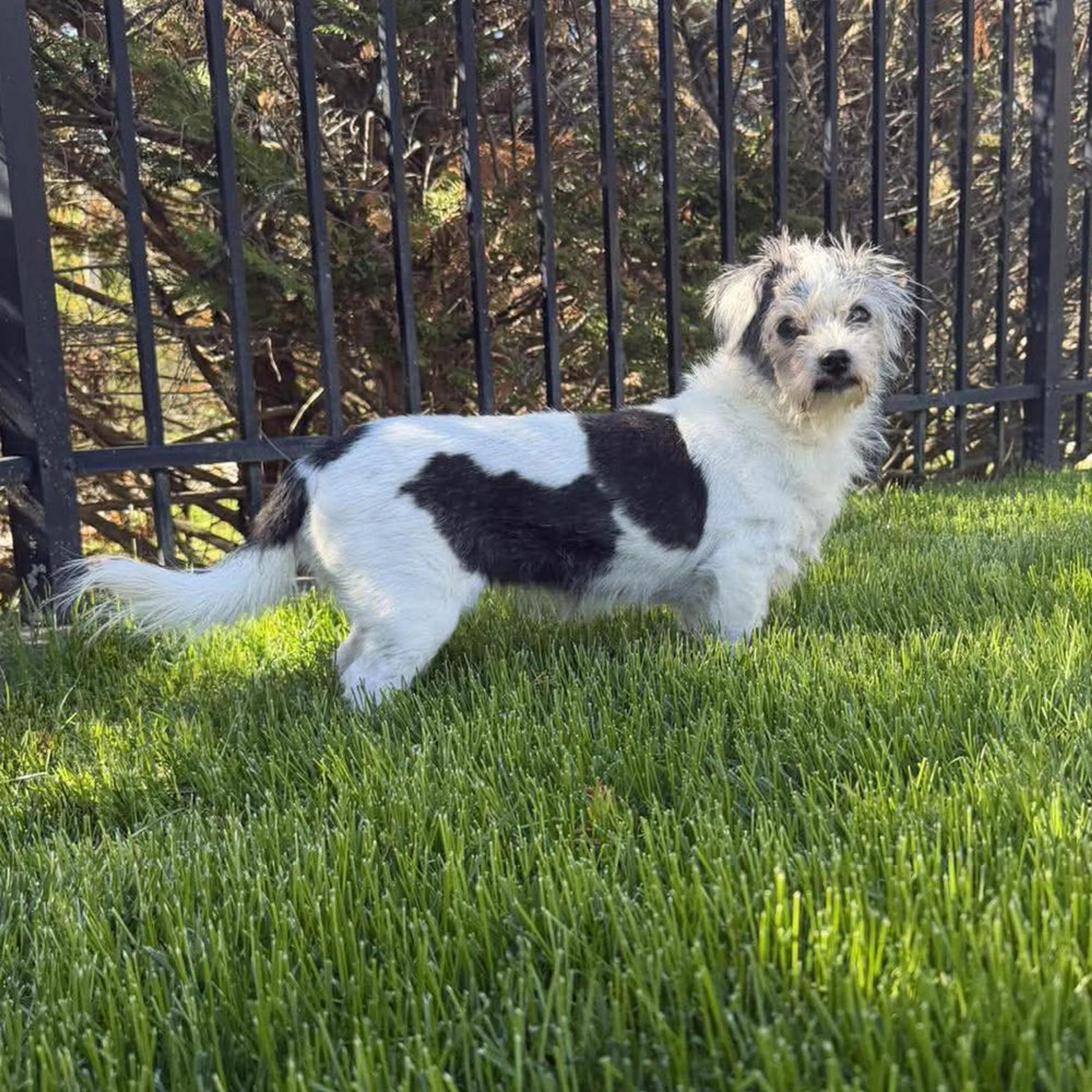 Found pet-4