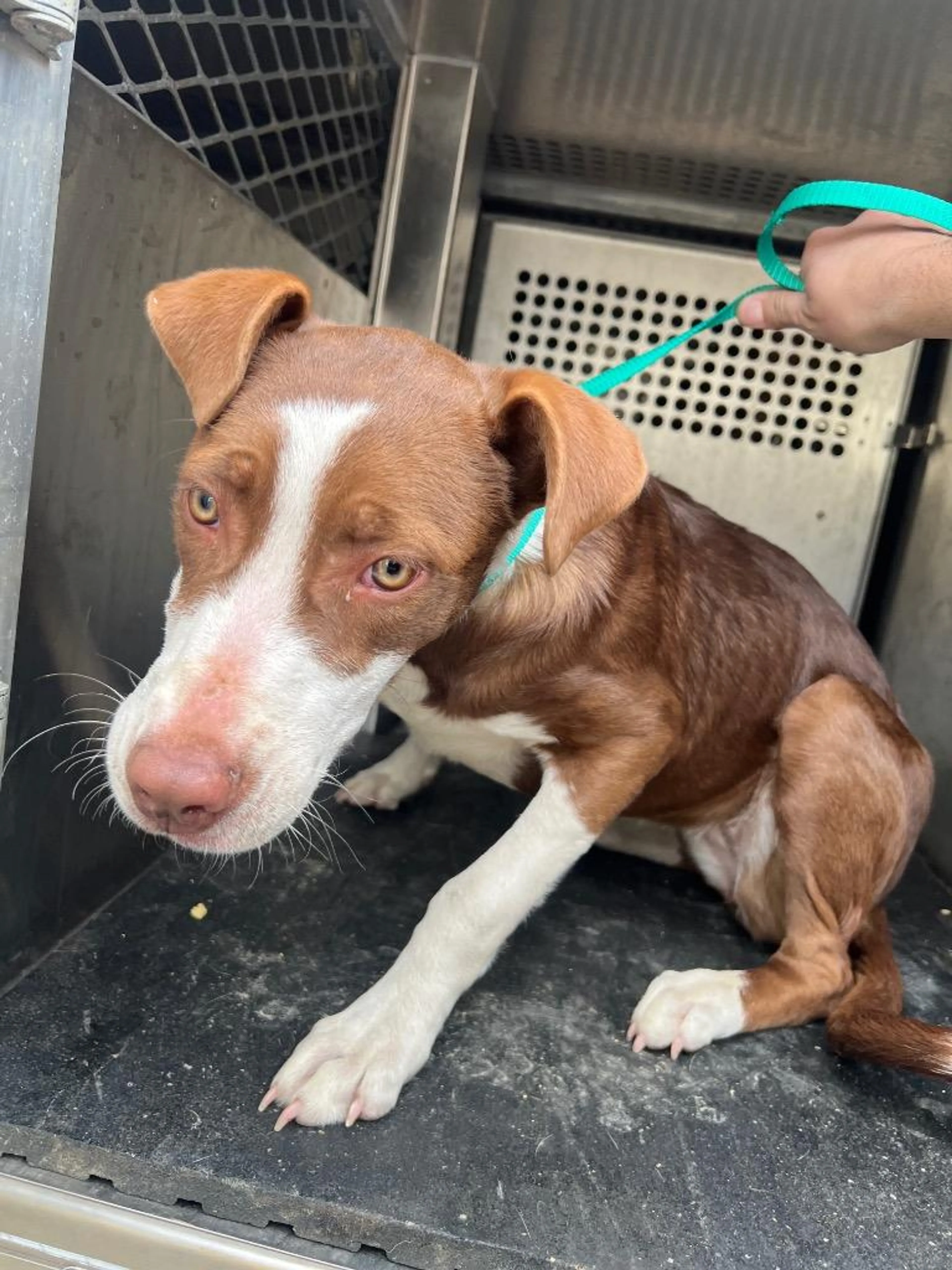 Found pet