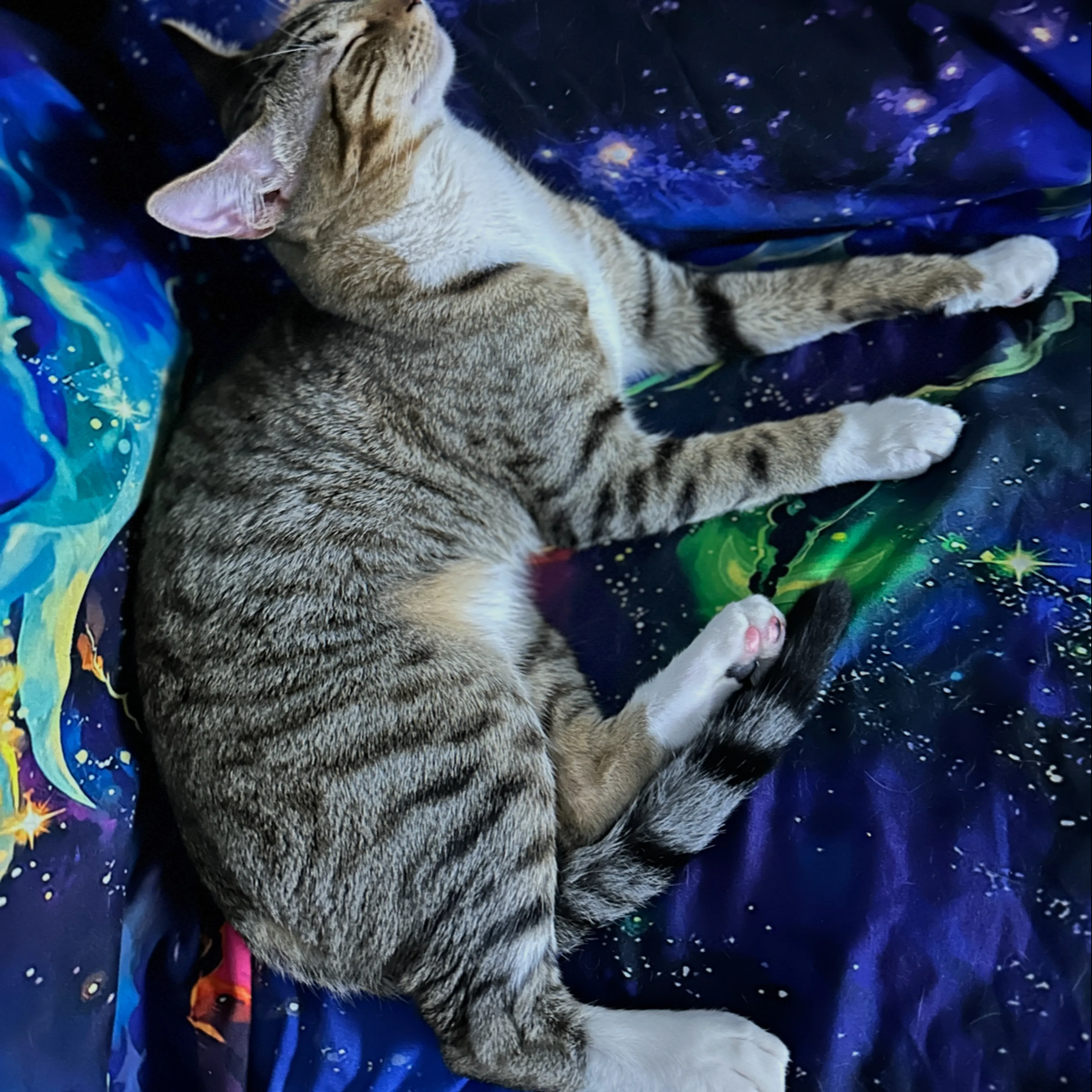 Lost pet-1