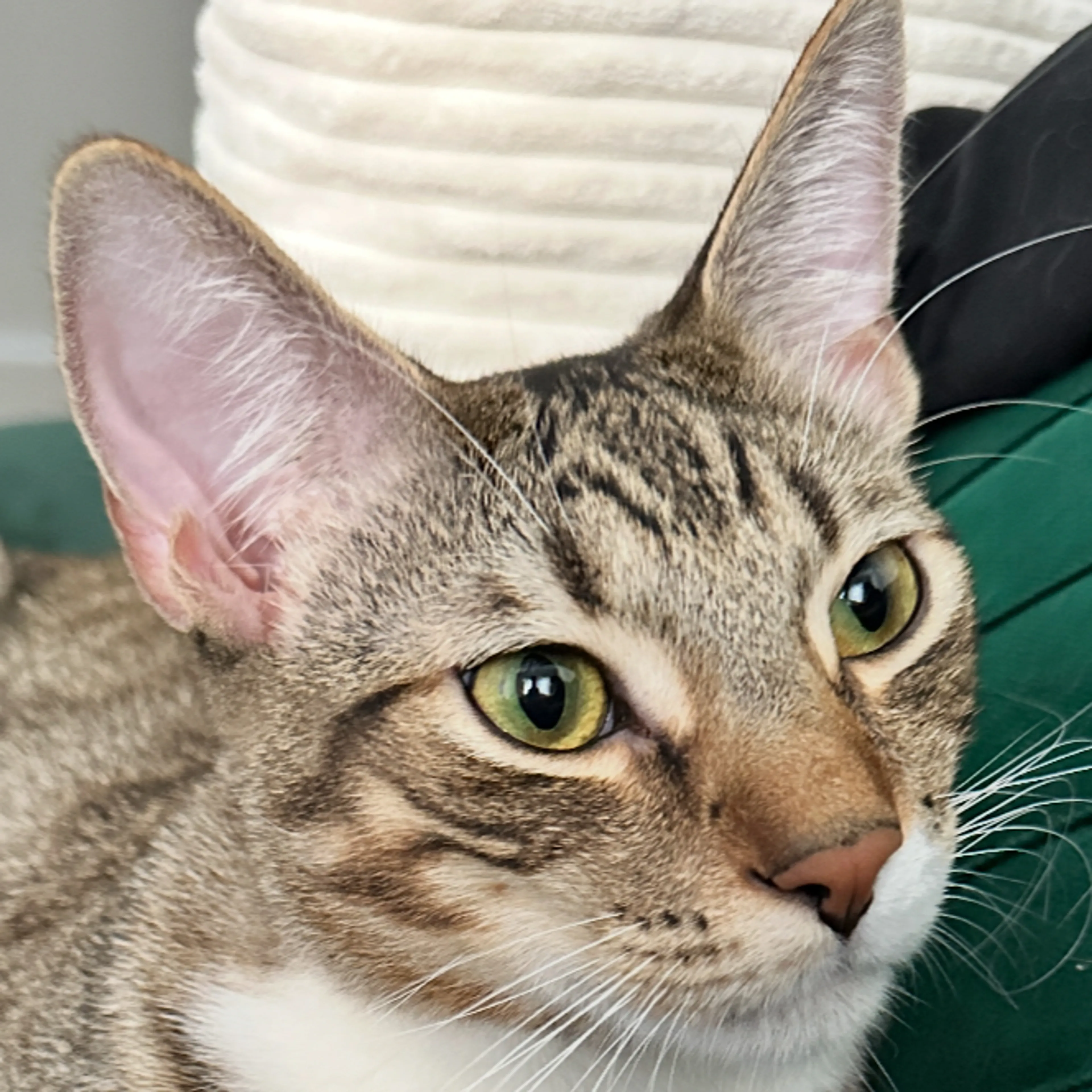 Lost pet-2