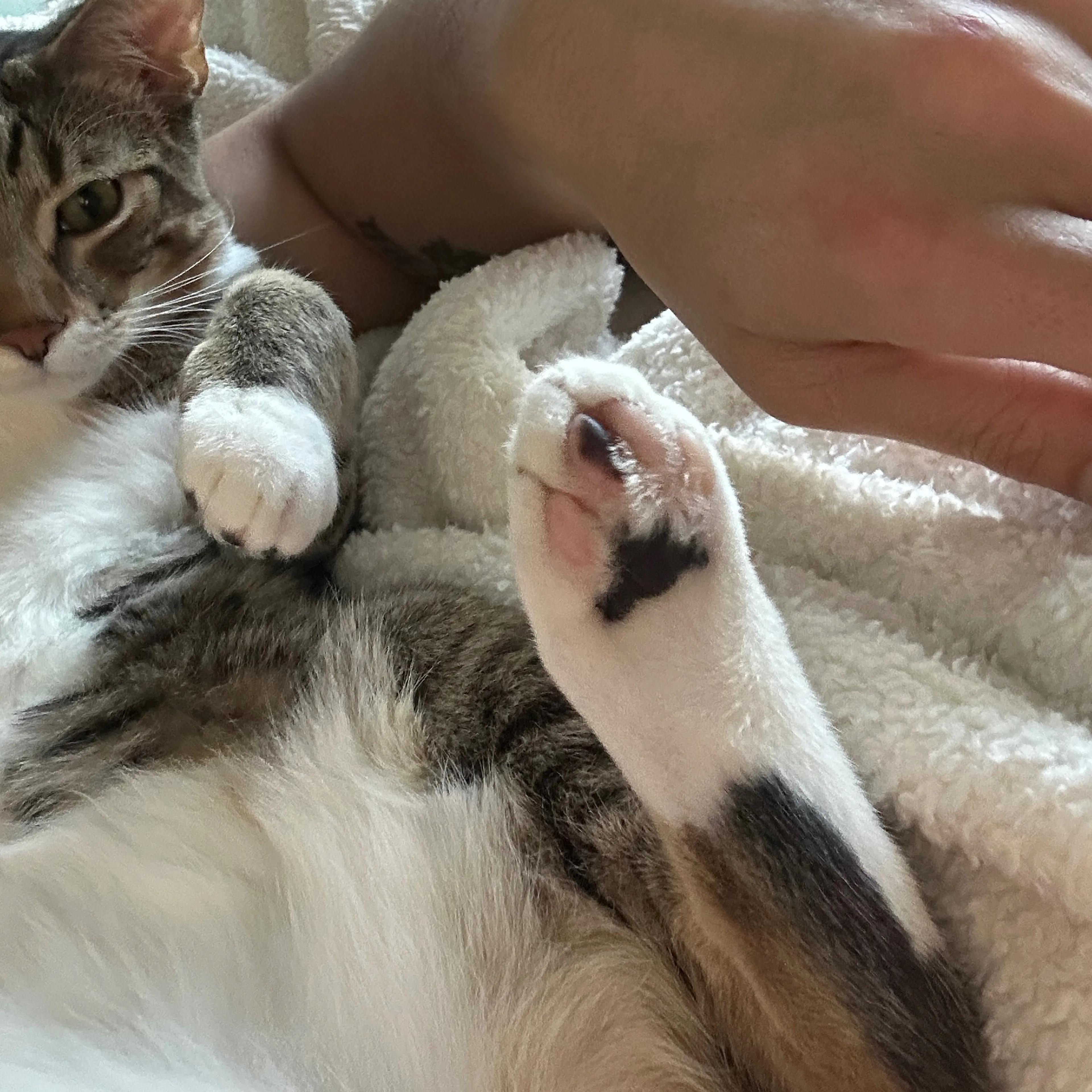 Lost pet-3