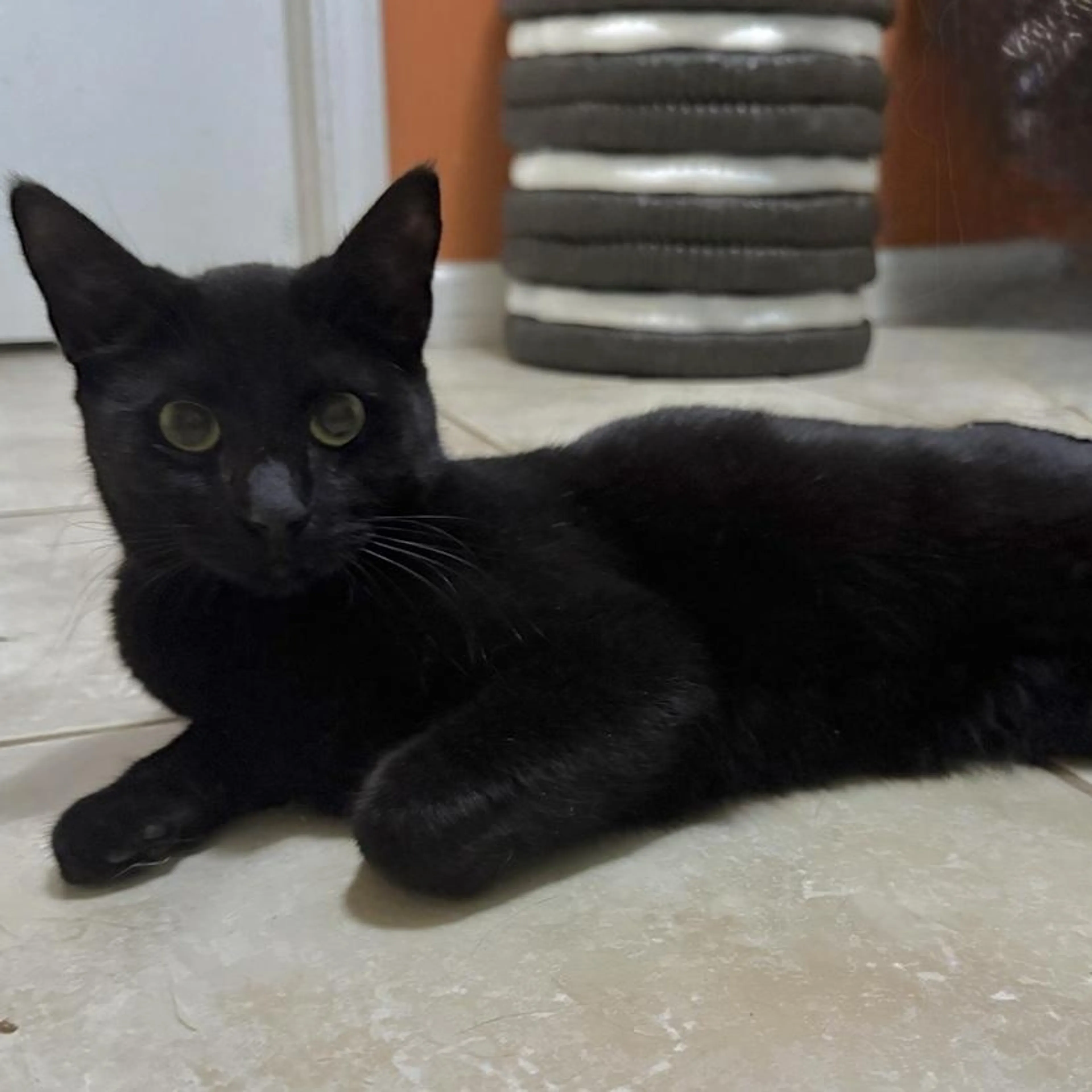 Found pet