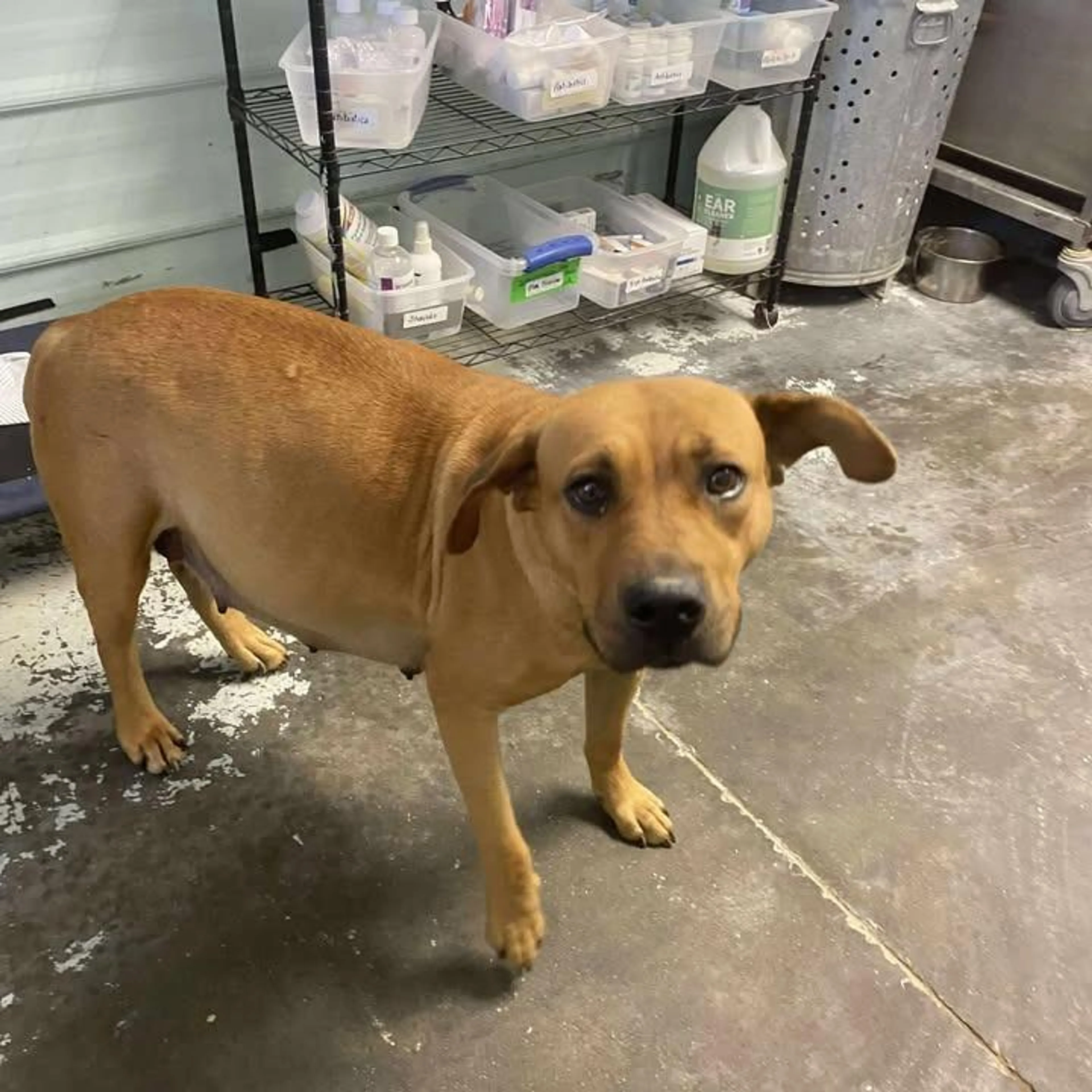 Found pet-3