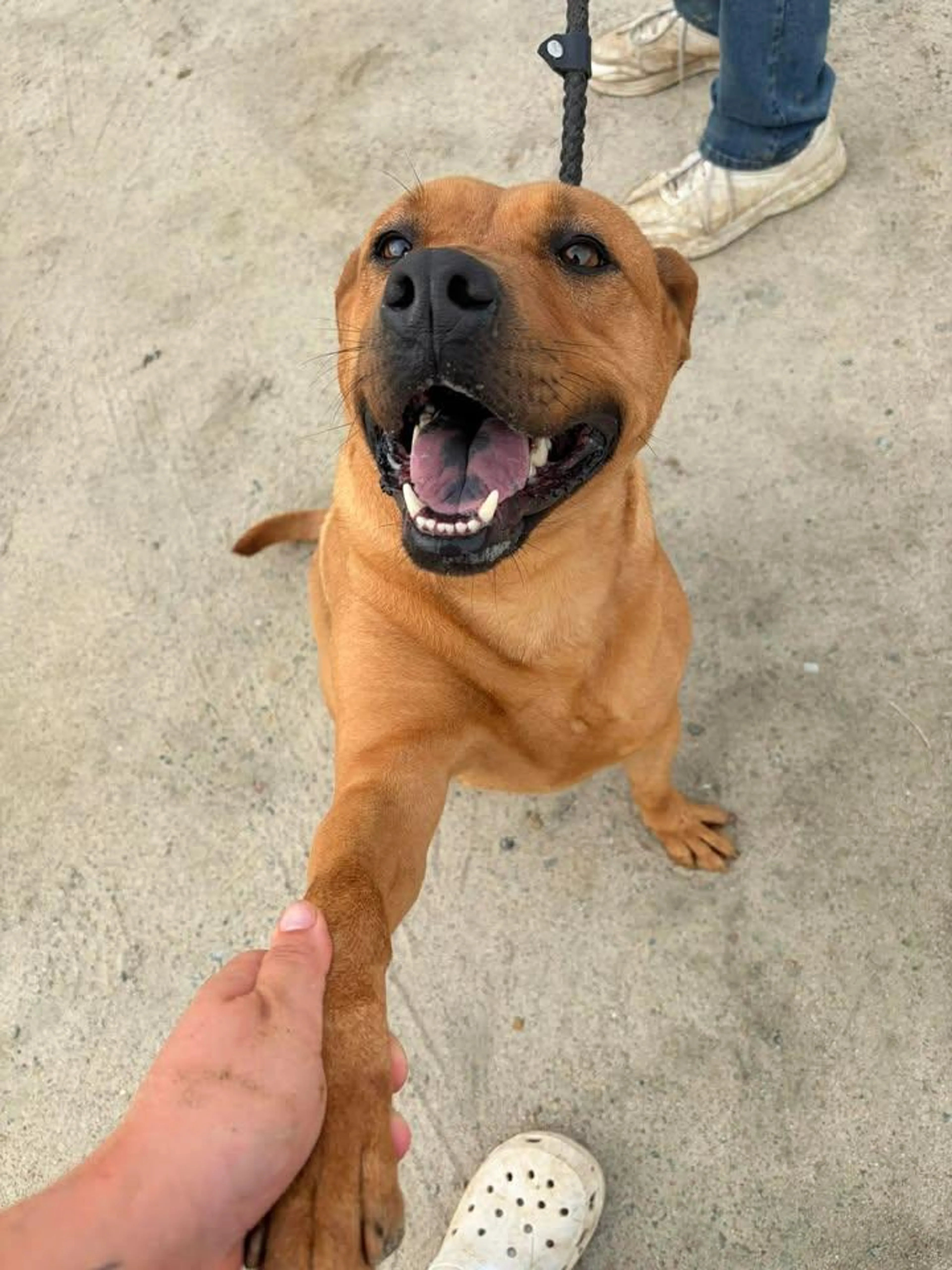 Found pet-1