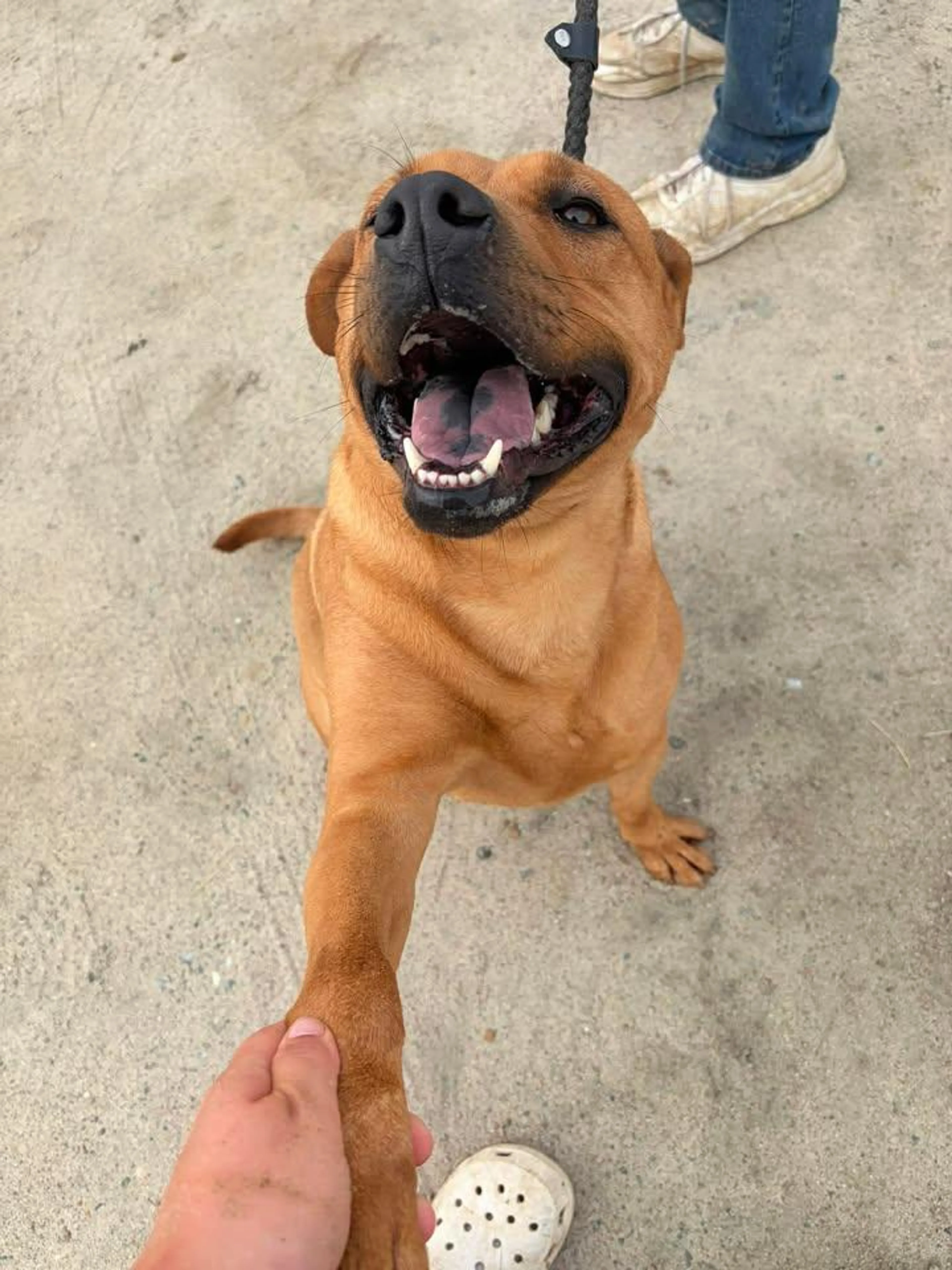 Found pet-2