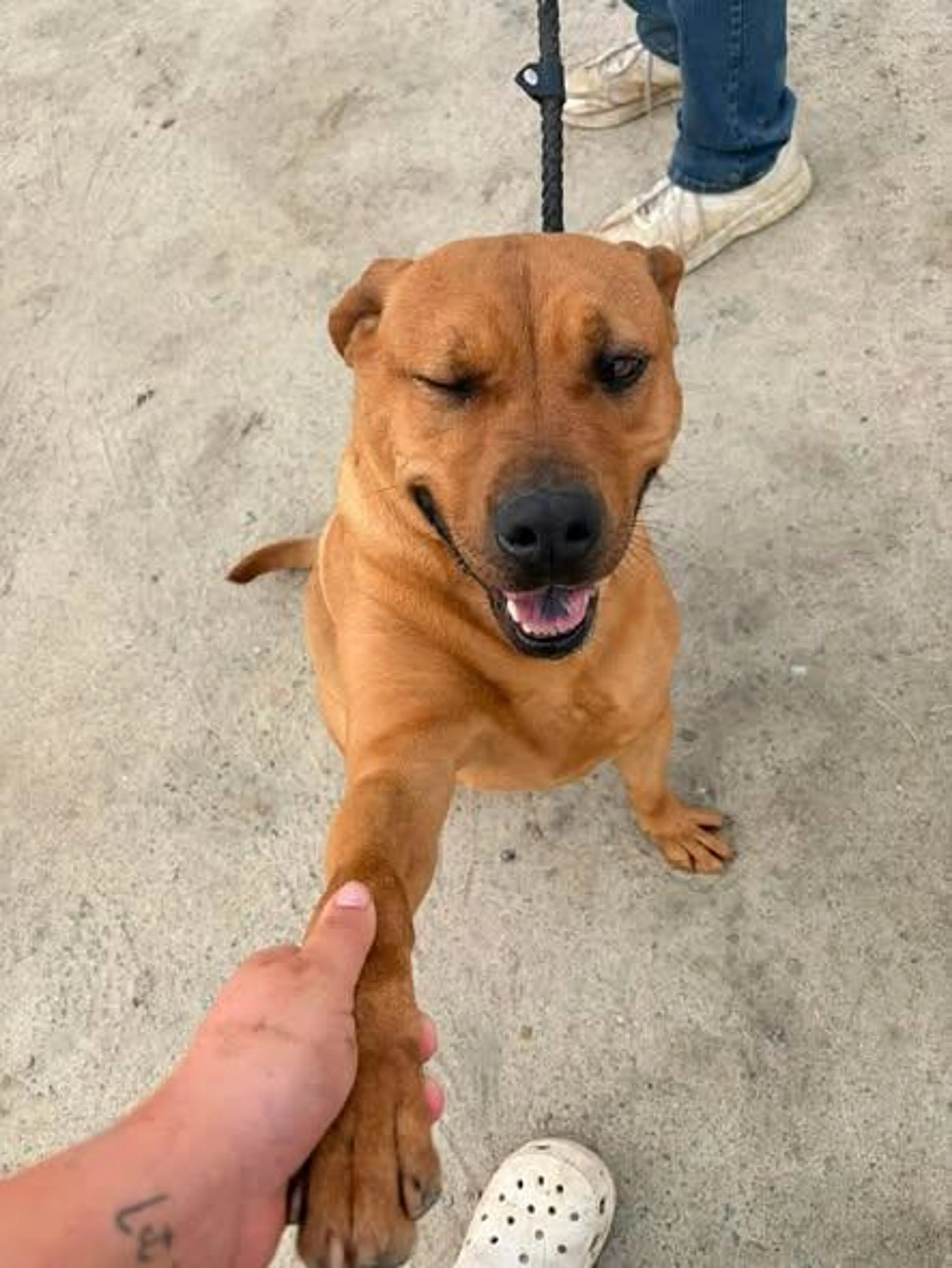 Found pet-0