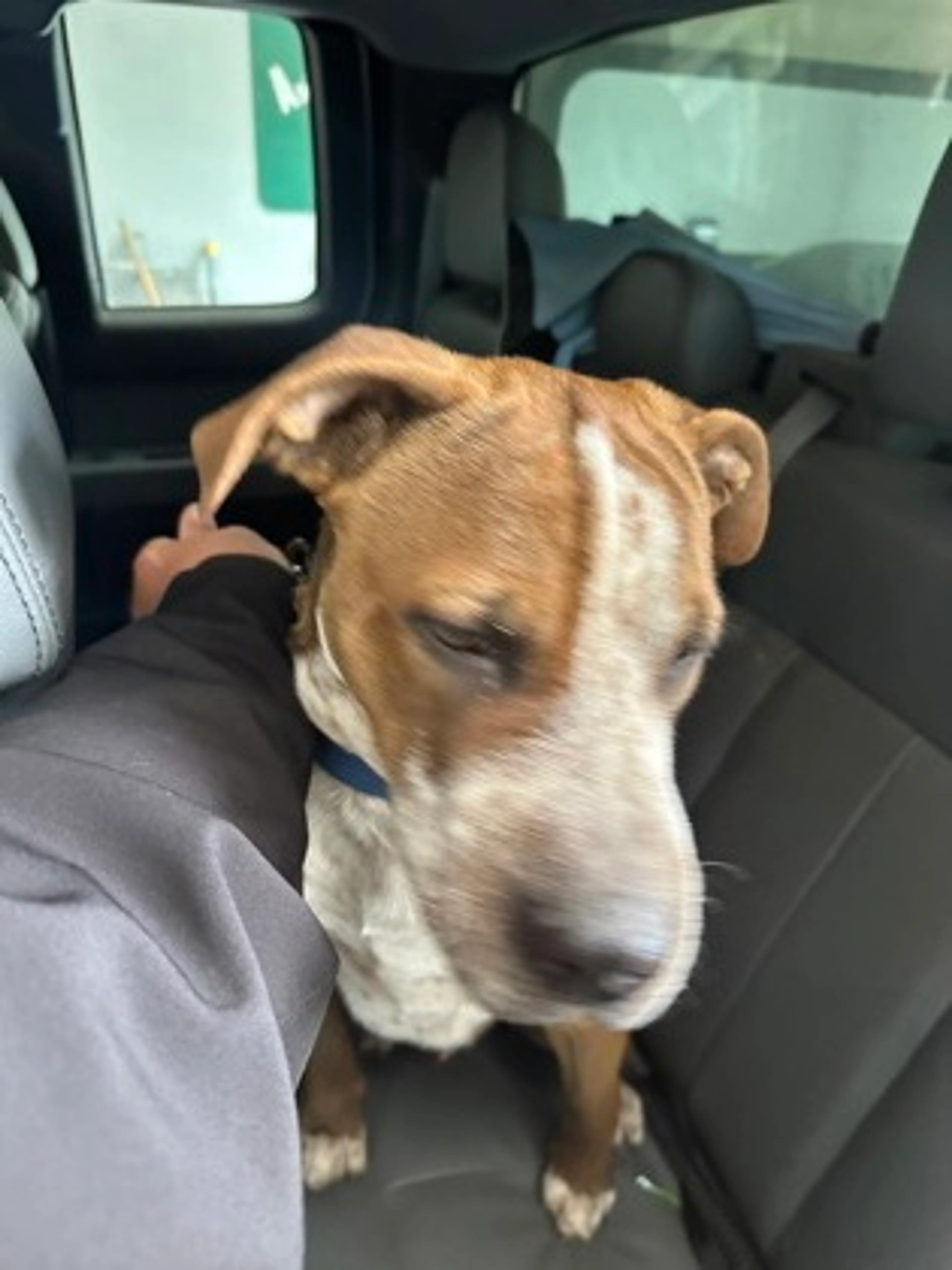 Found pet