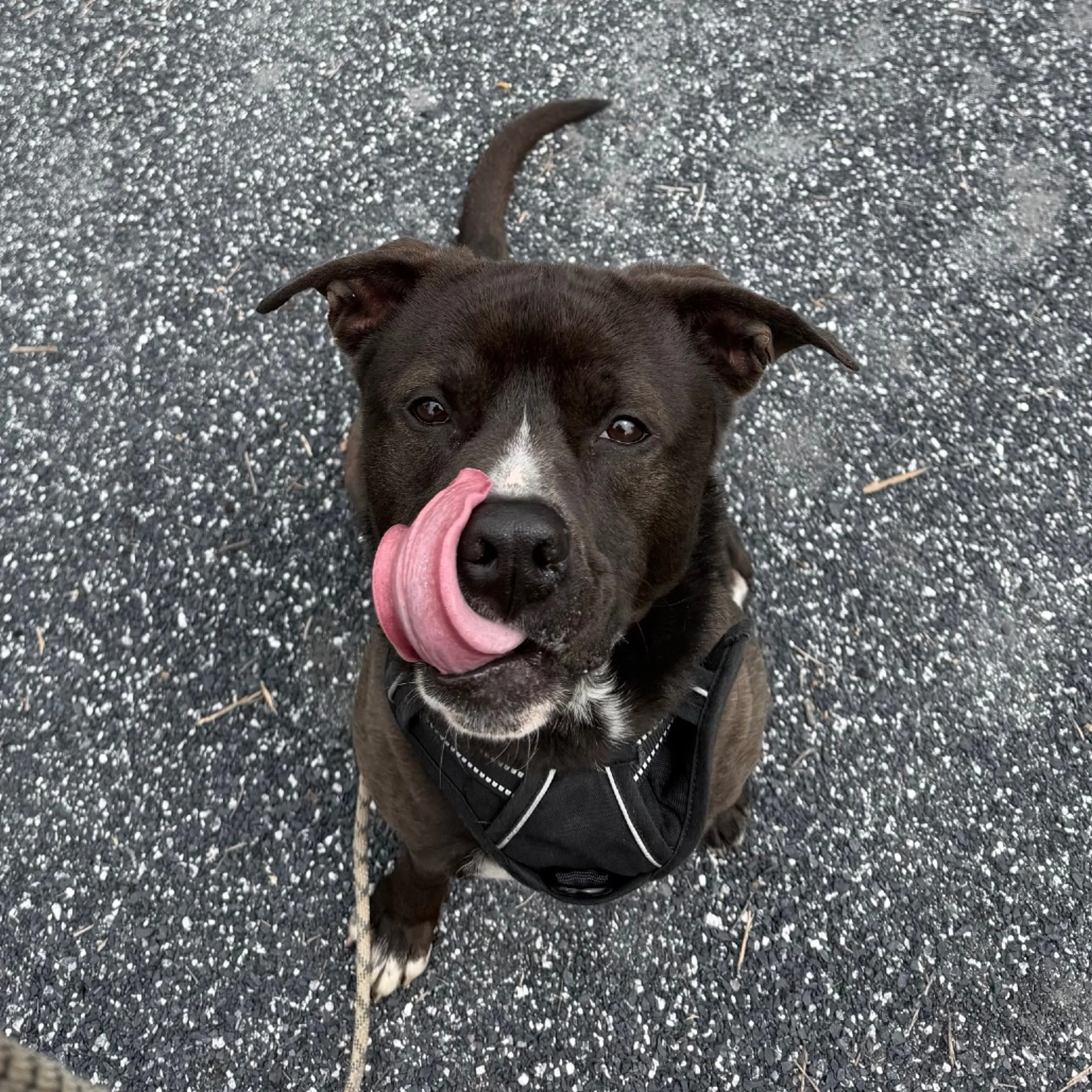 Found pet-8