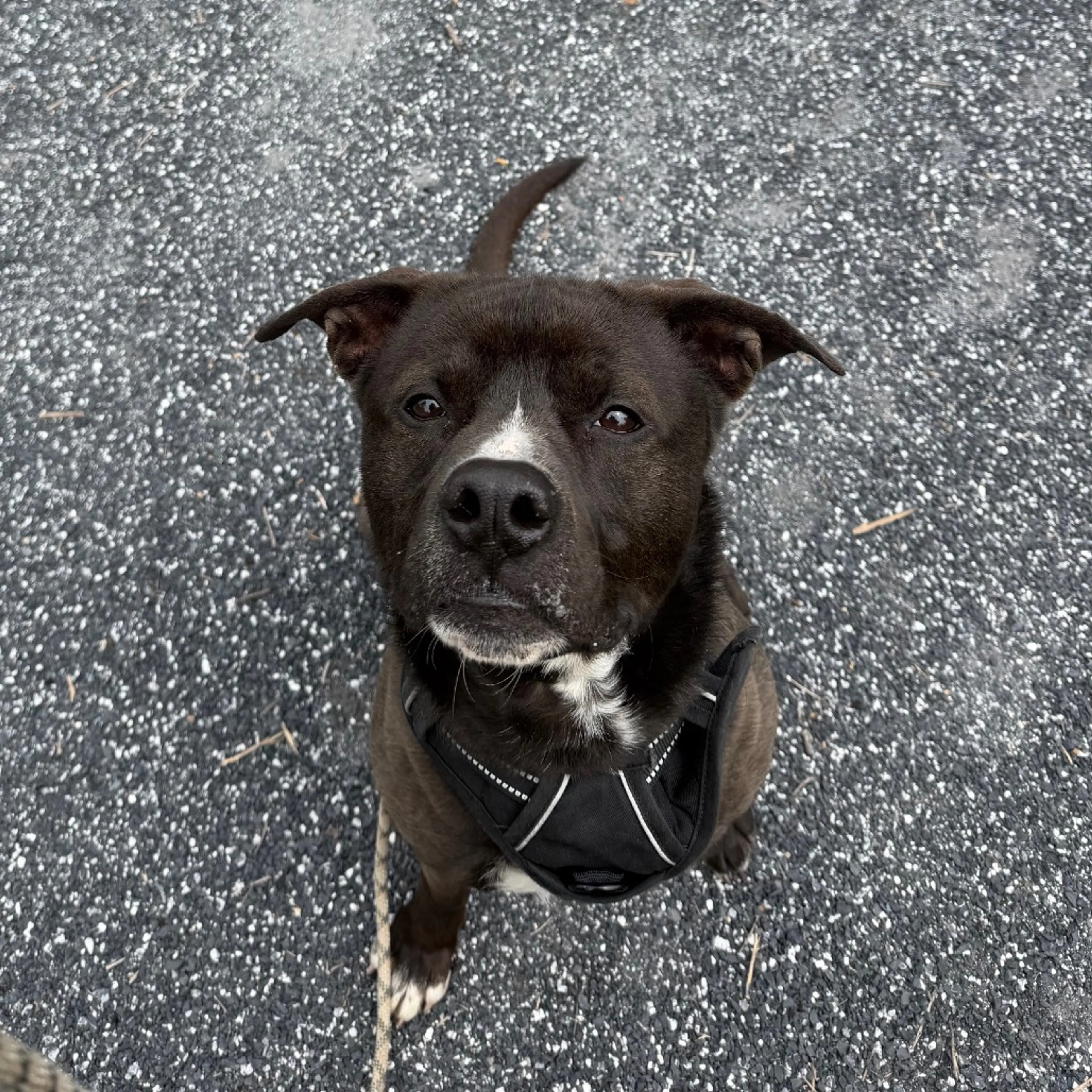 Found pet-7