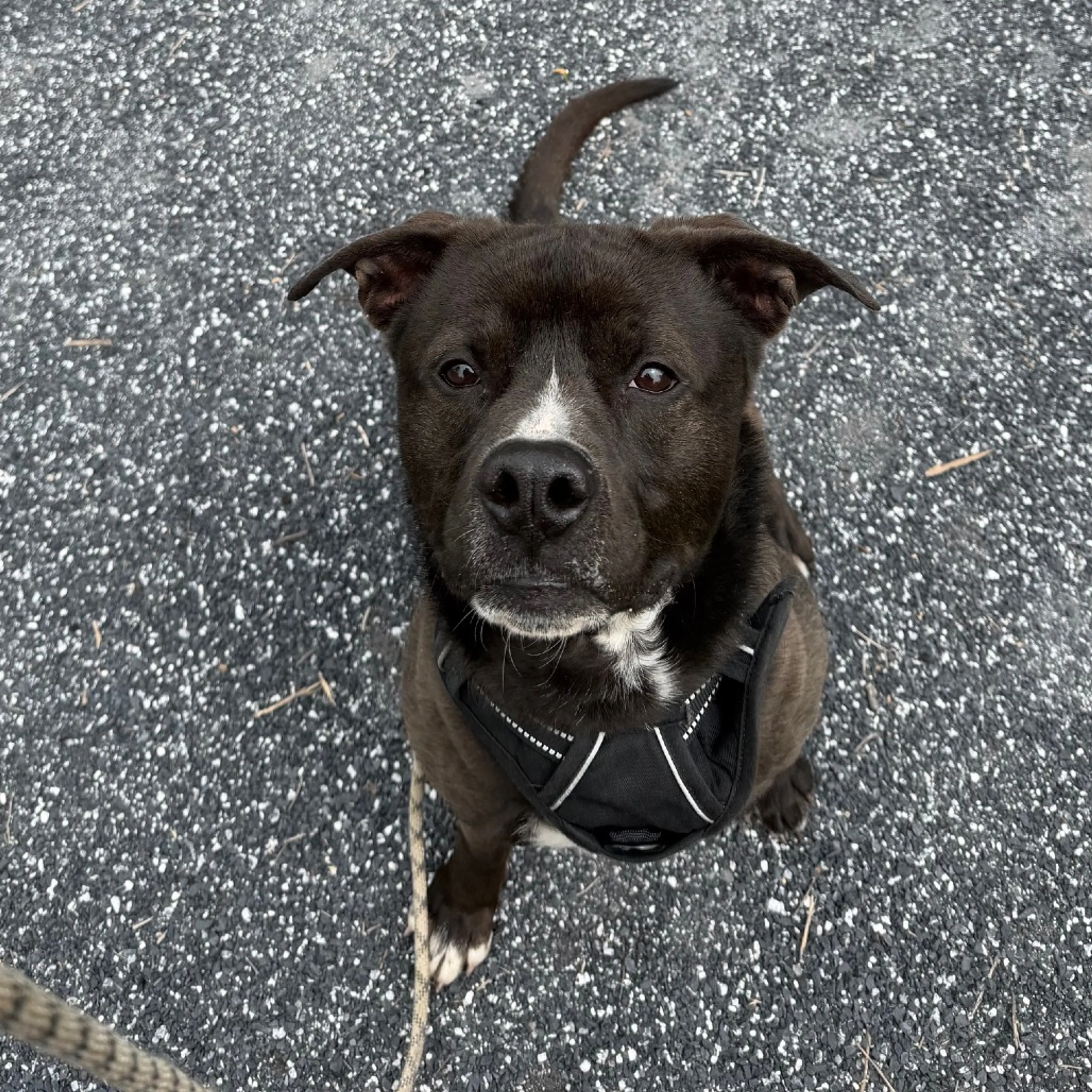 Found pet-9
