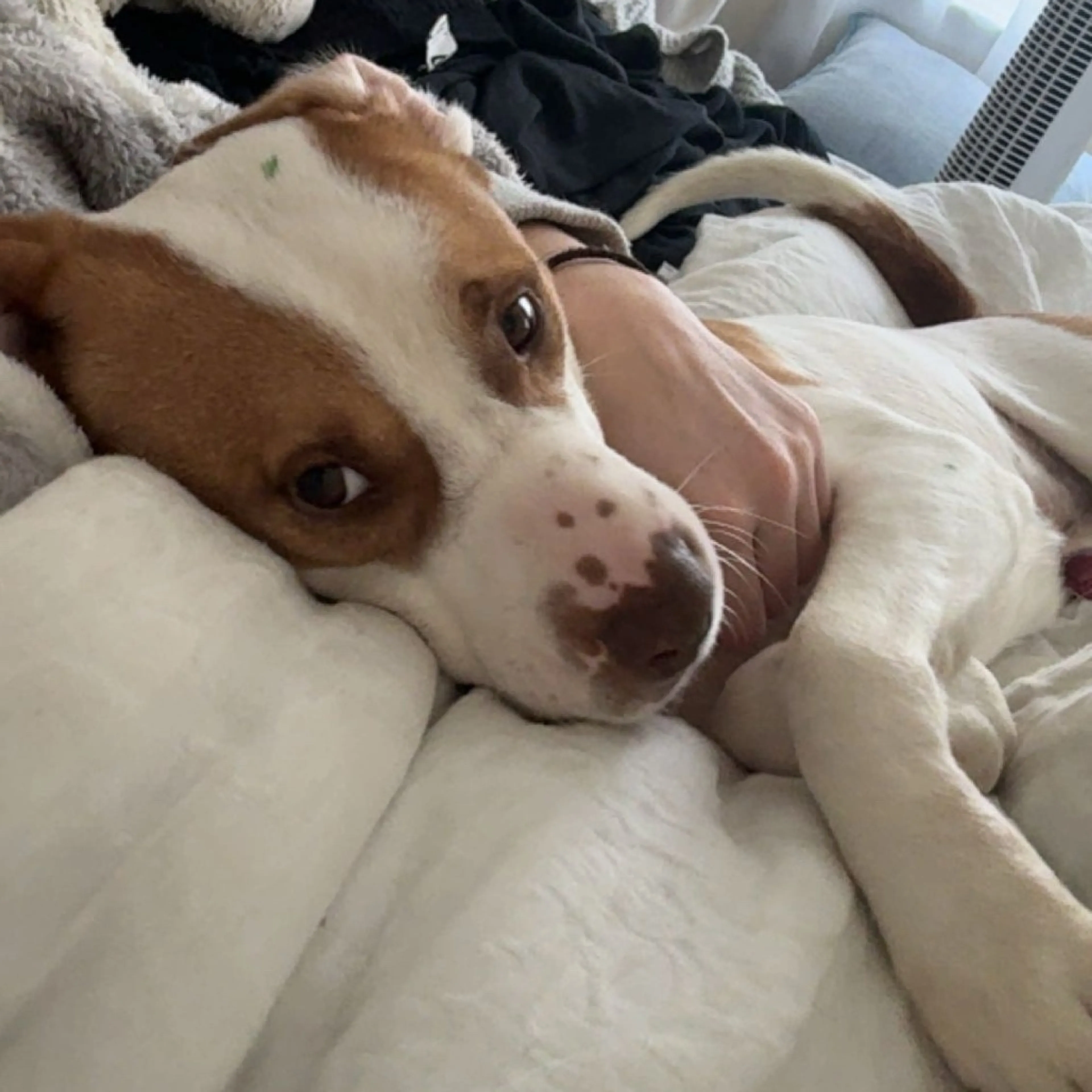 Found pet-8