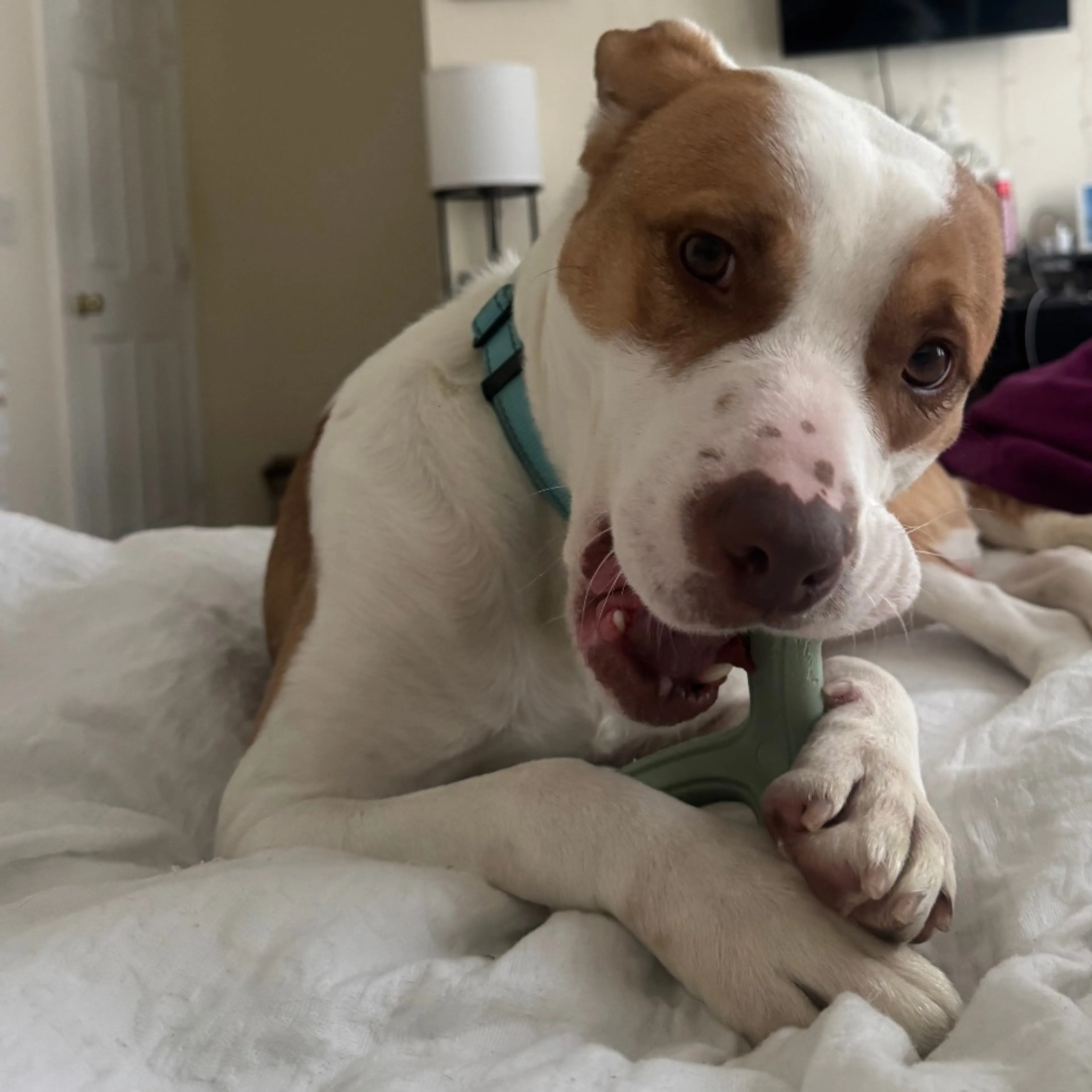 Found pet-6