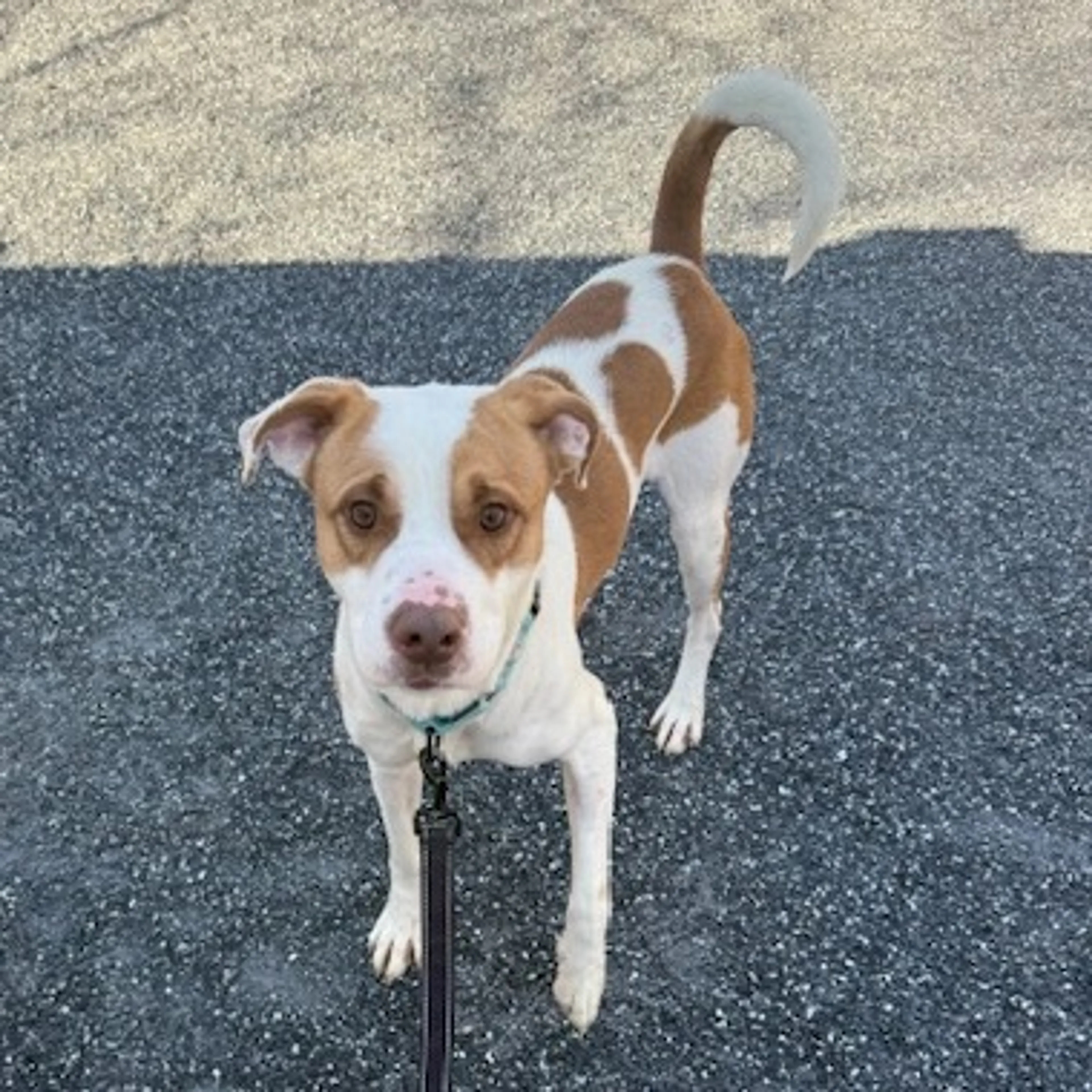 Found pet-4