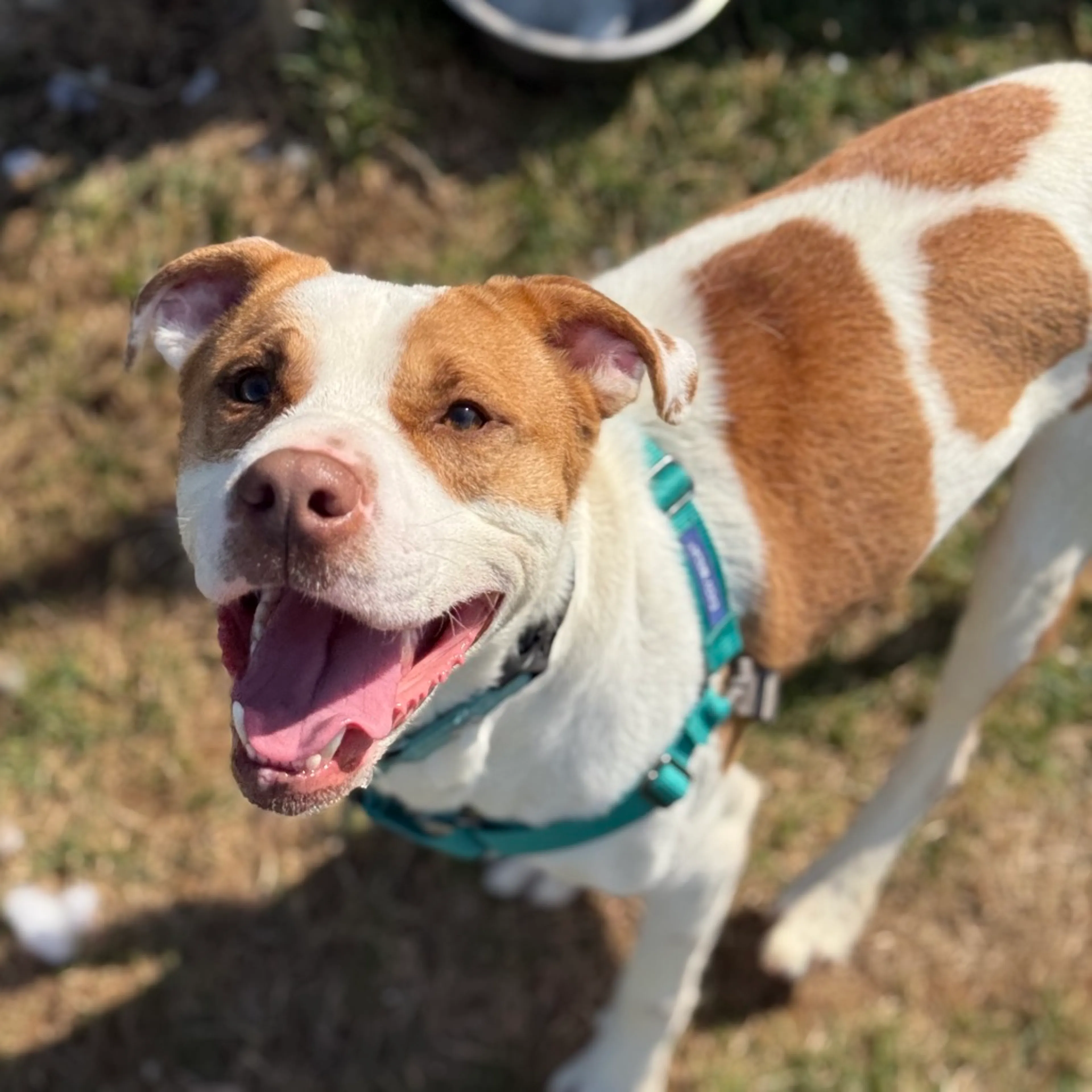 Found pet-1