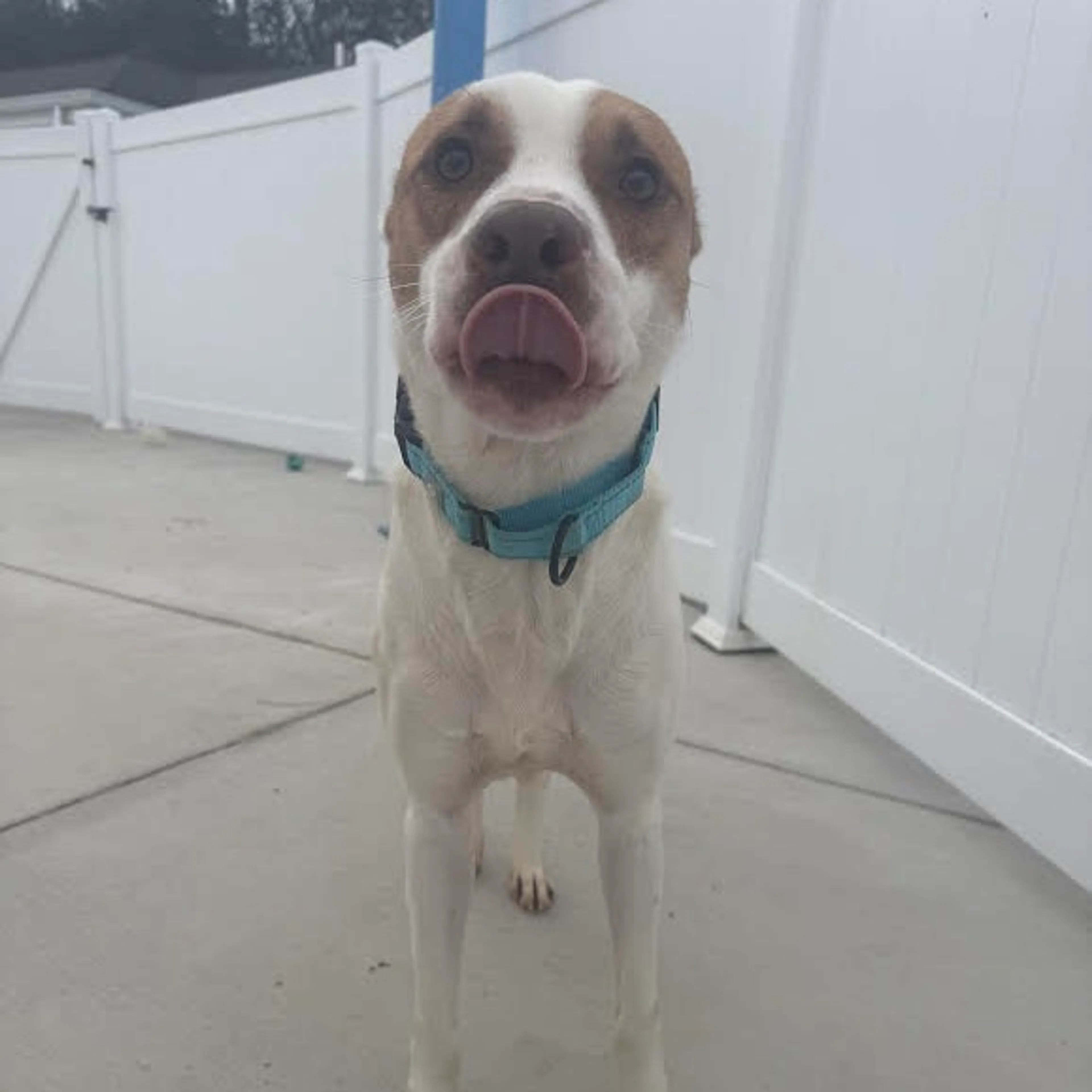 Found pet-3