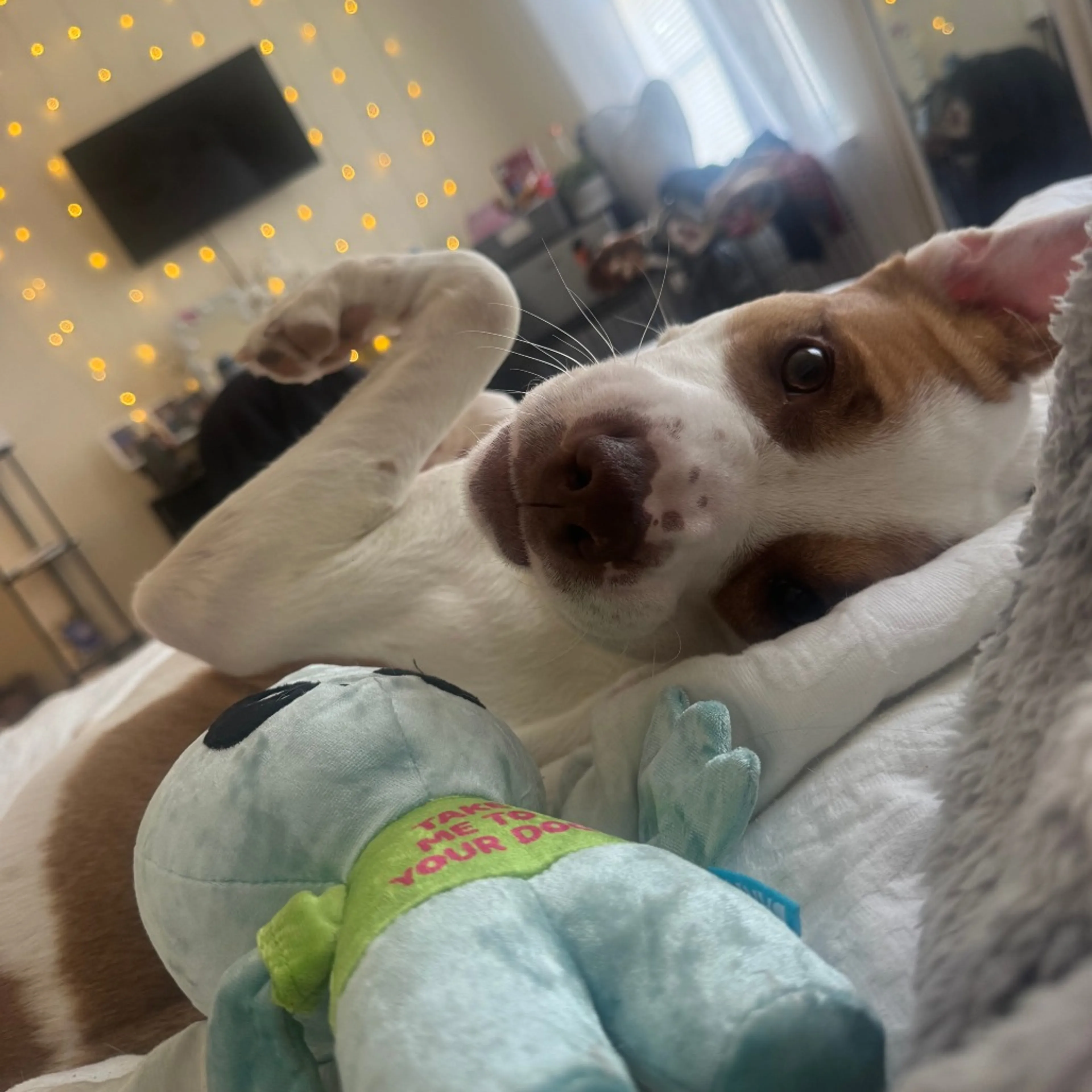 Found pet-7