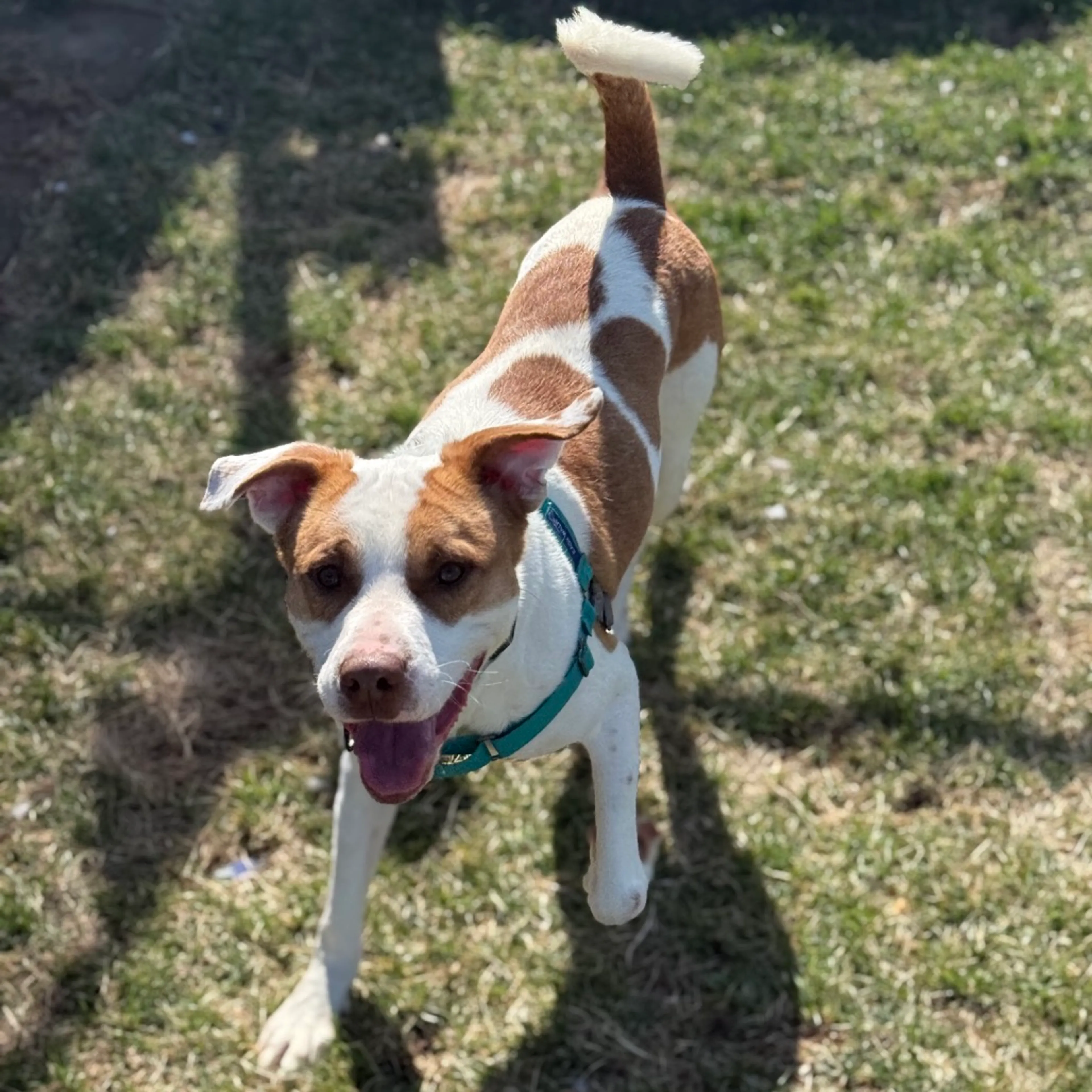 Found pet-2