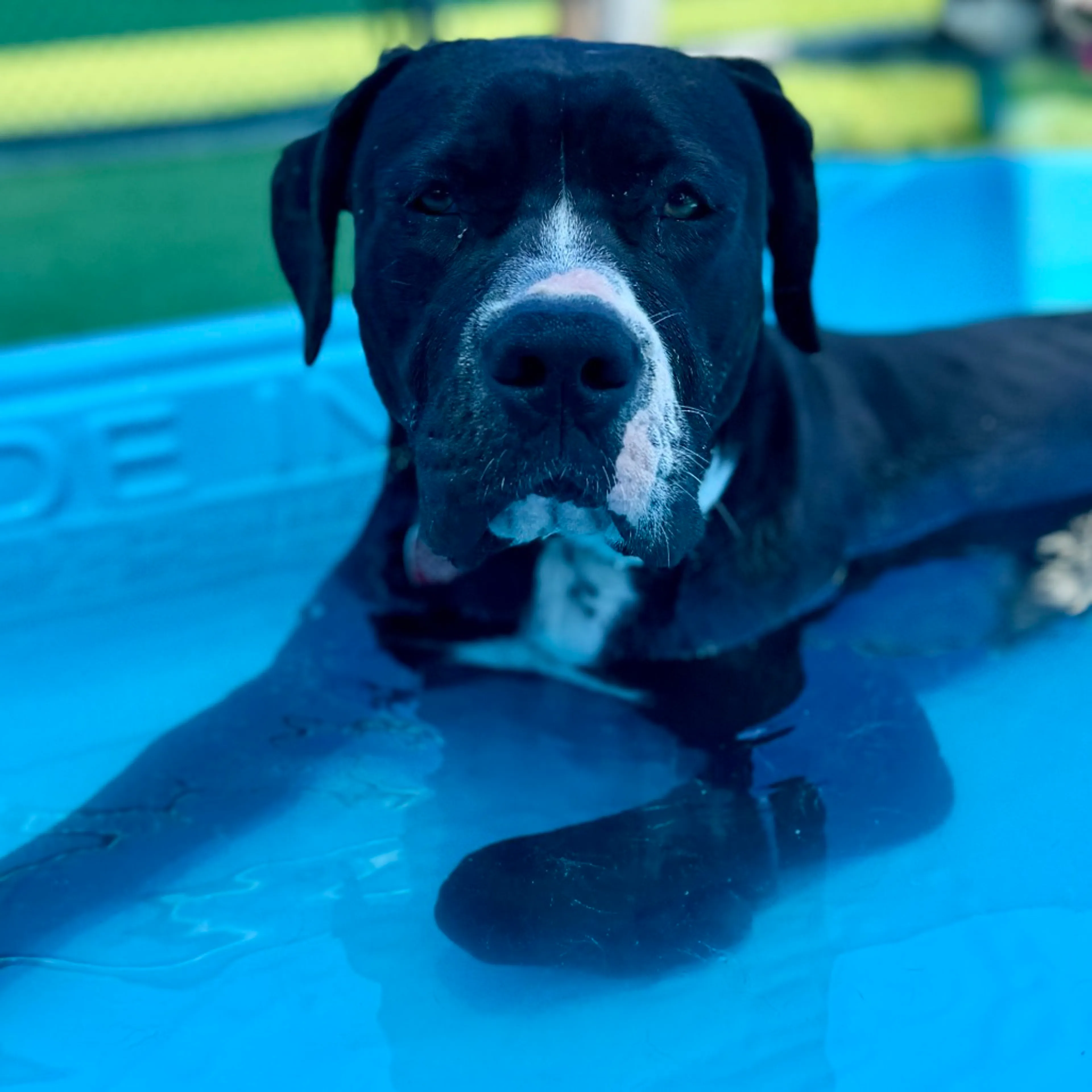 Found pet-8