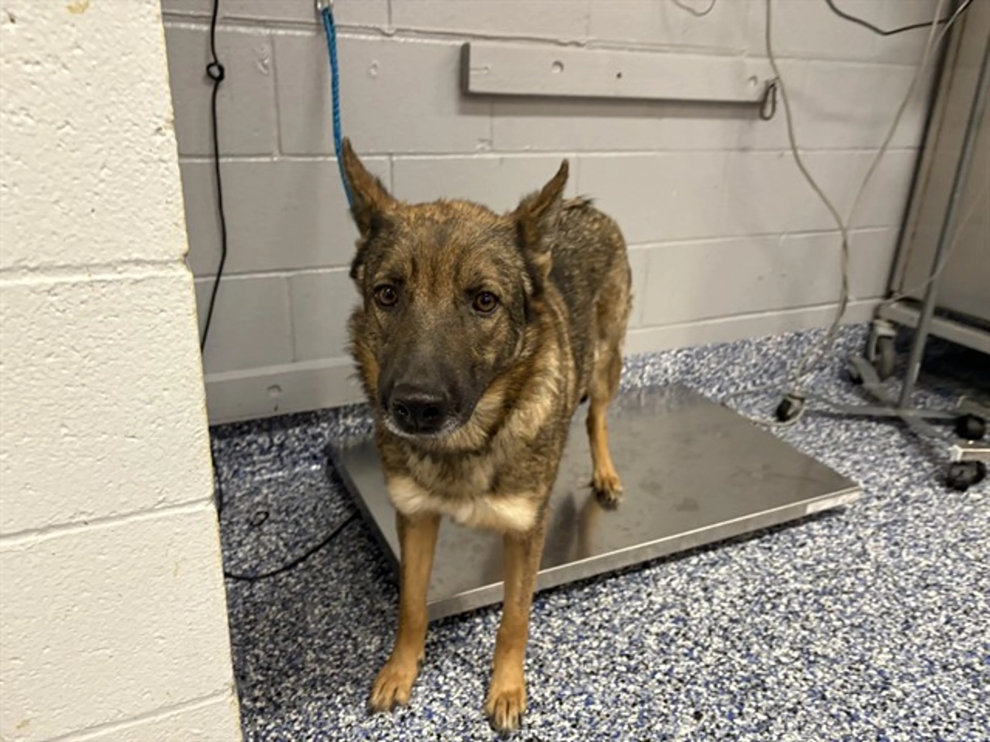 Found pet