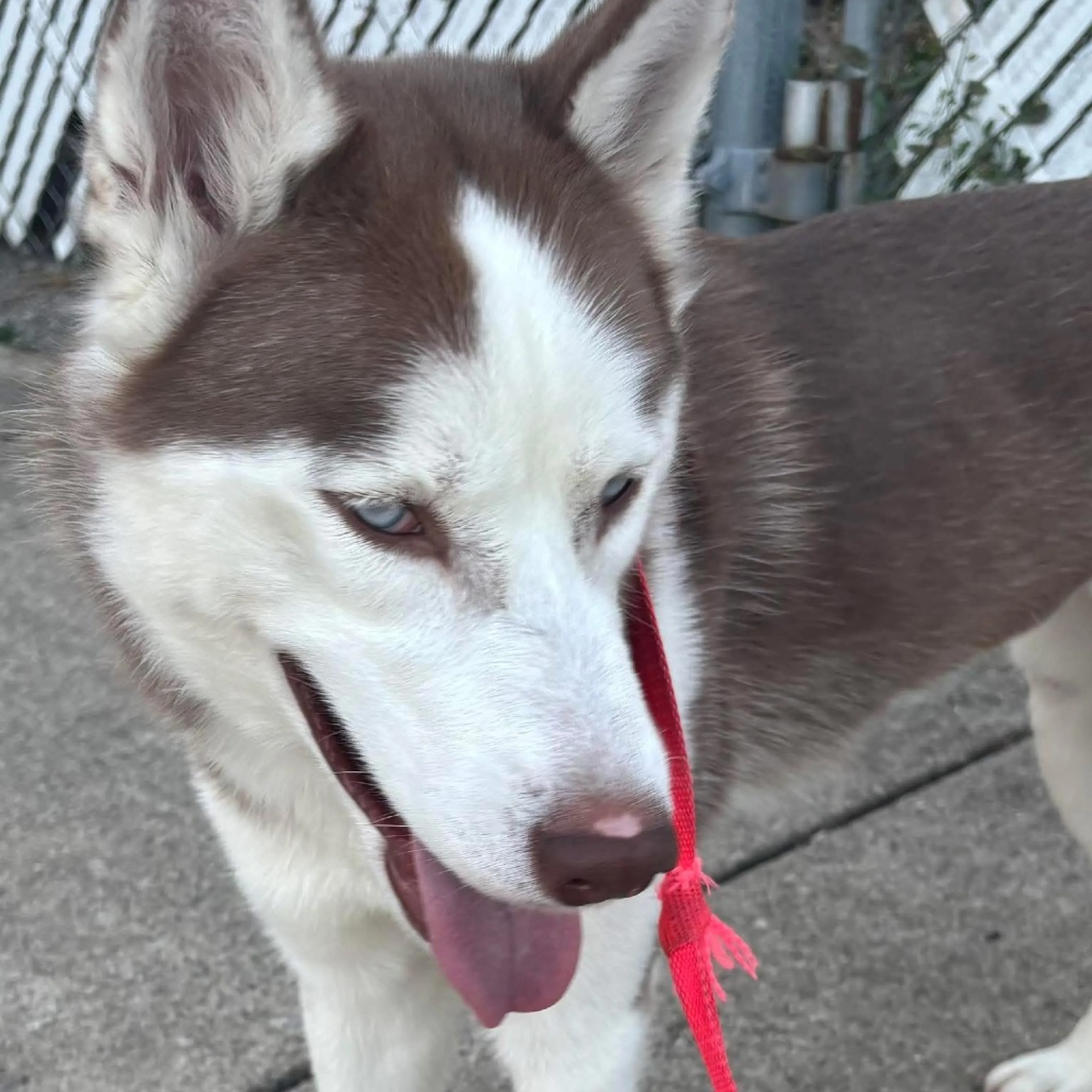 Found pet-4