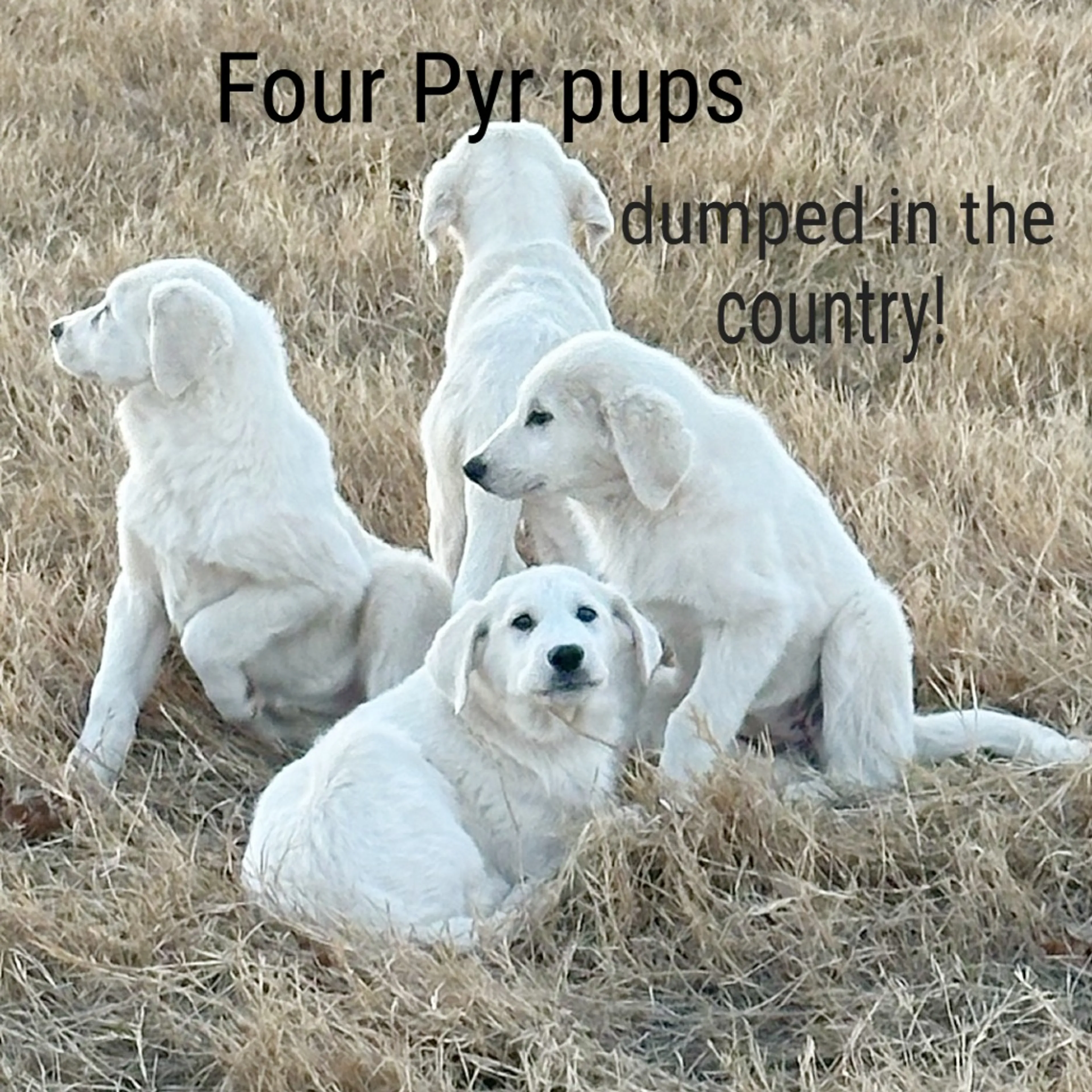 Found pet-5