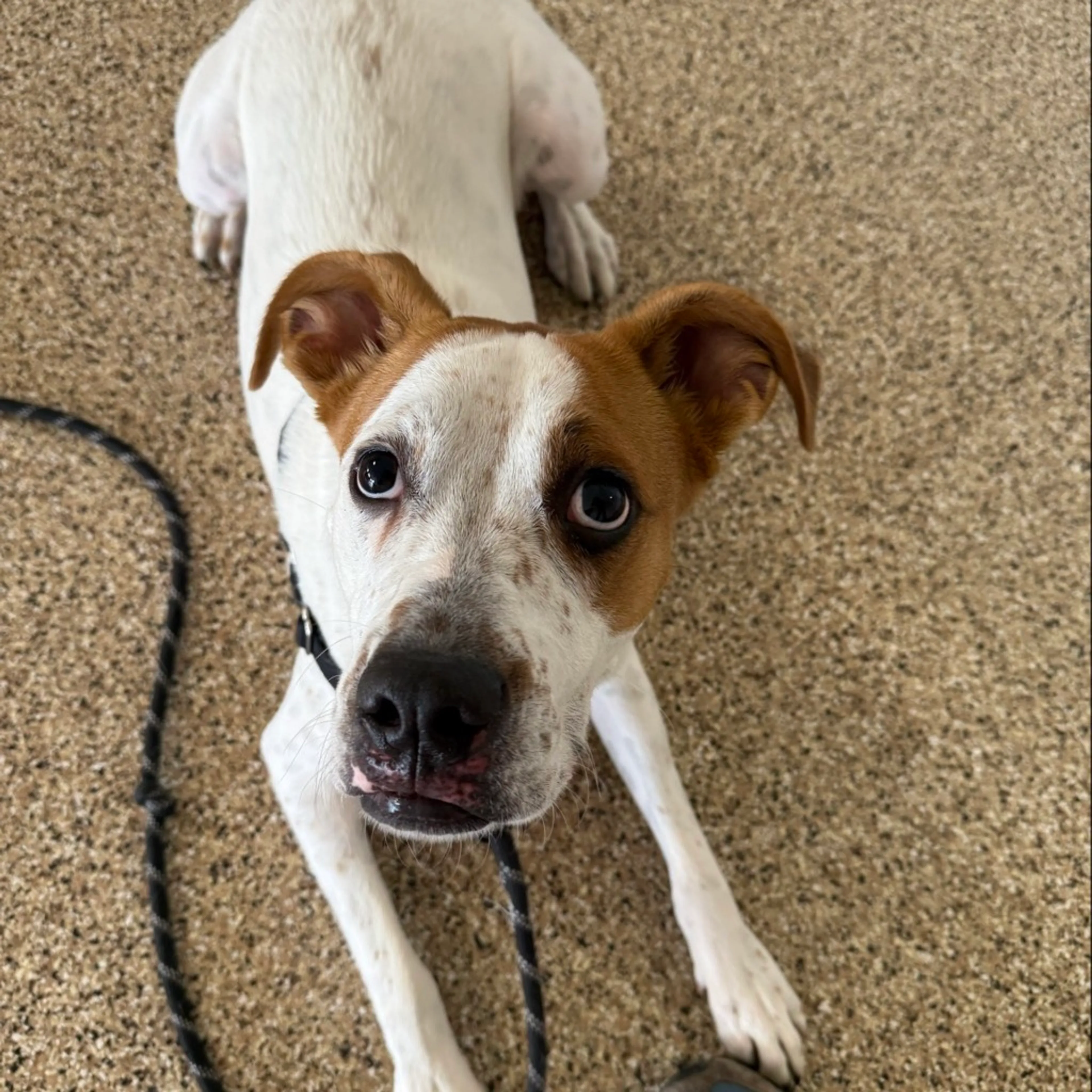 Found pet-12
