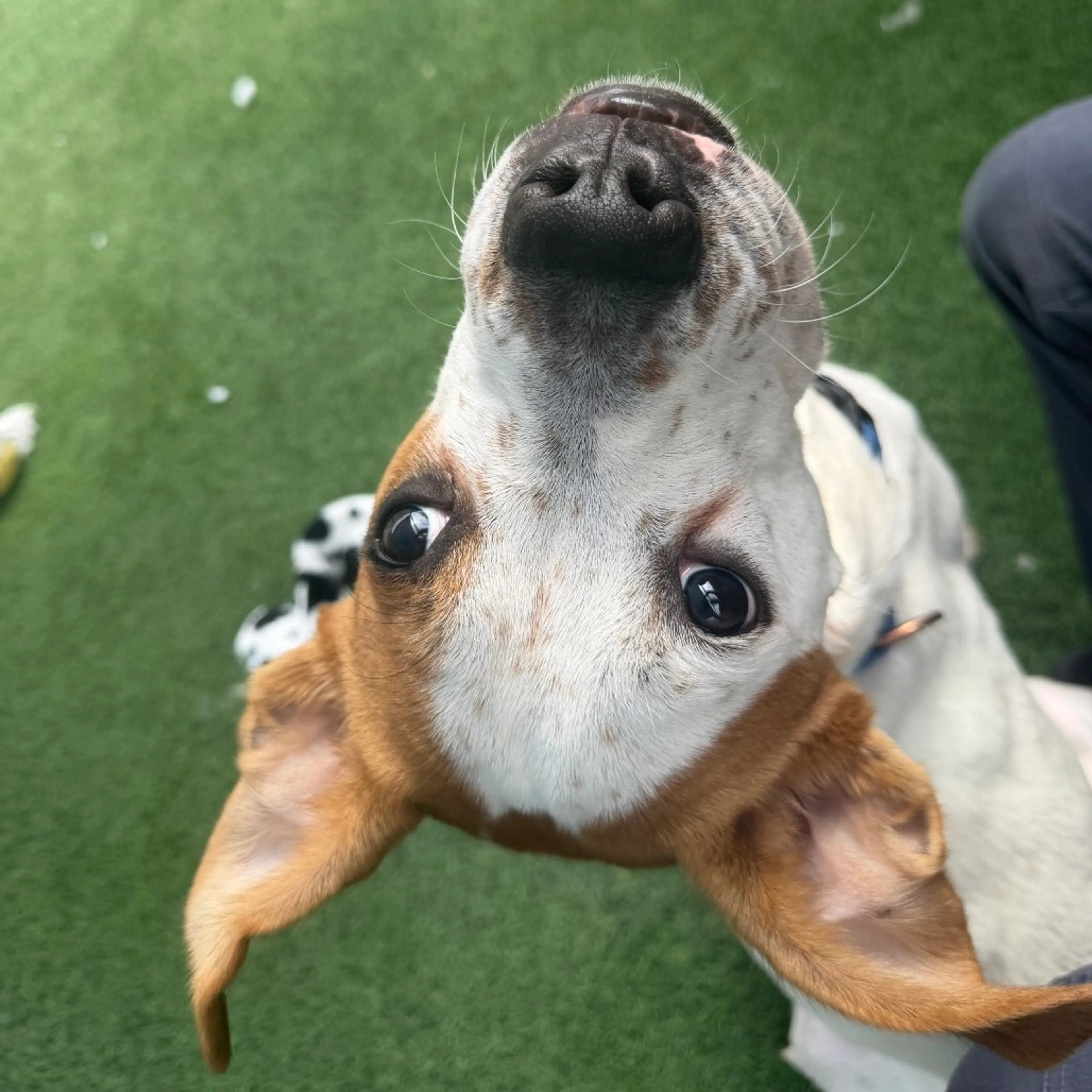 Found pet-1