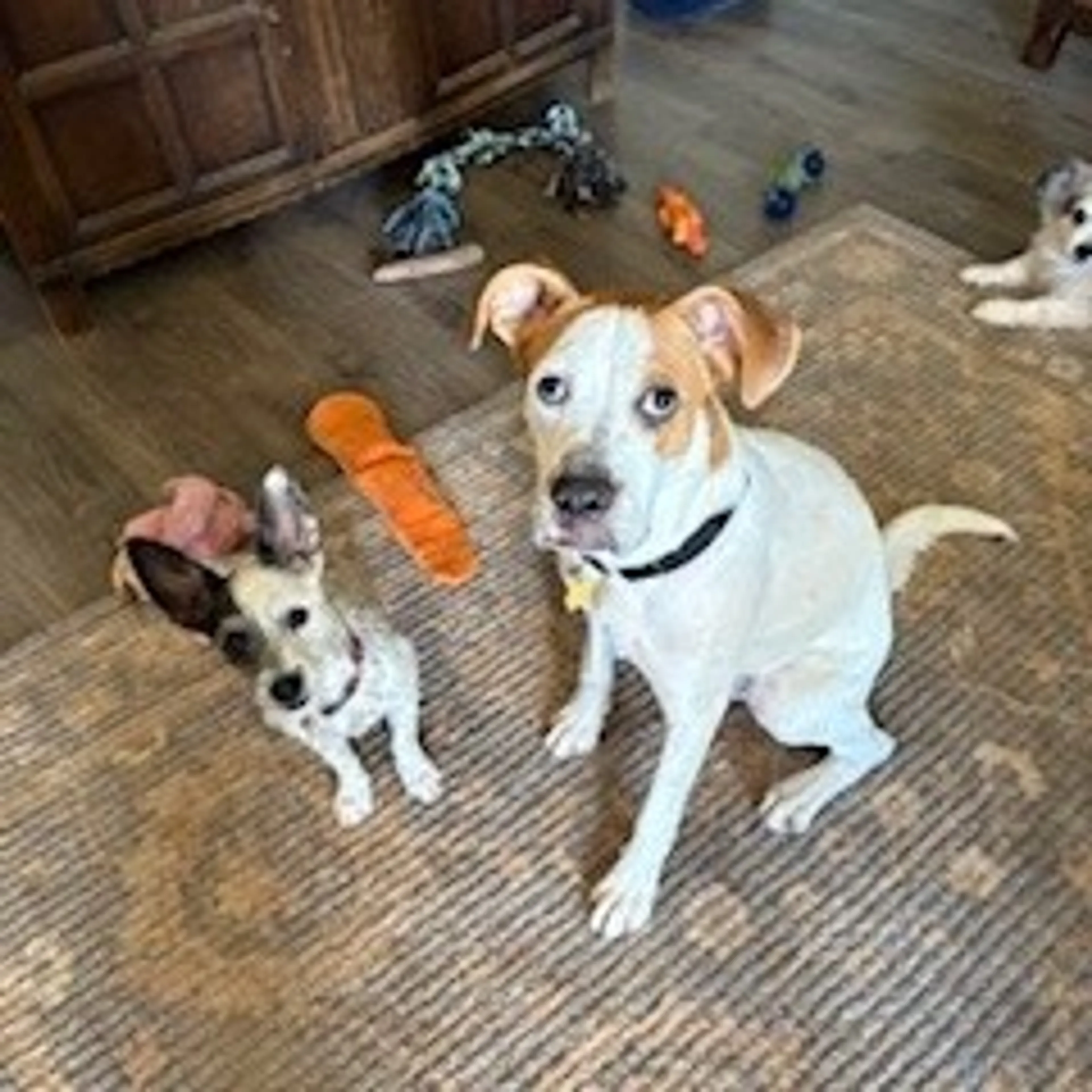 Found pet-2