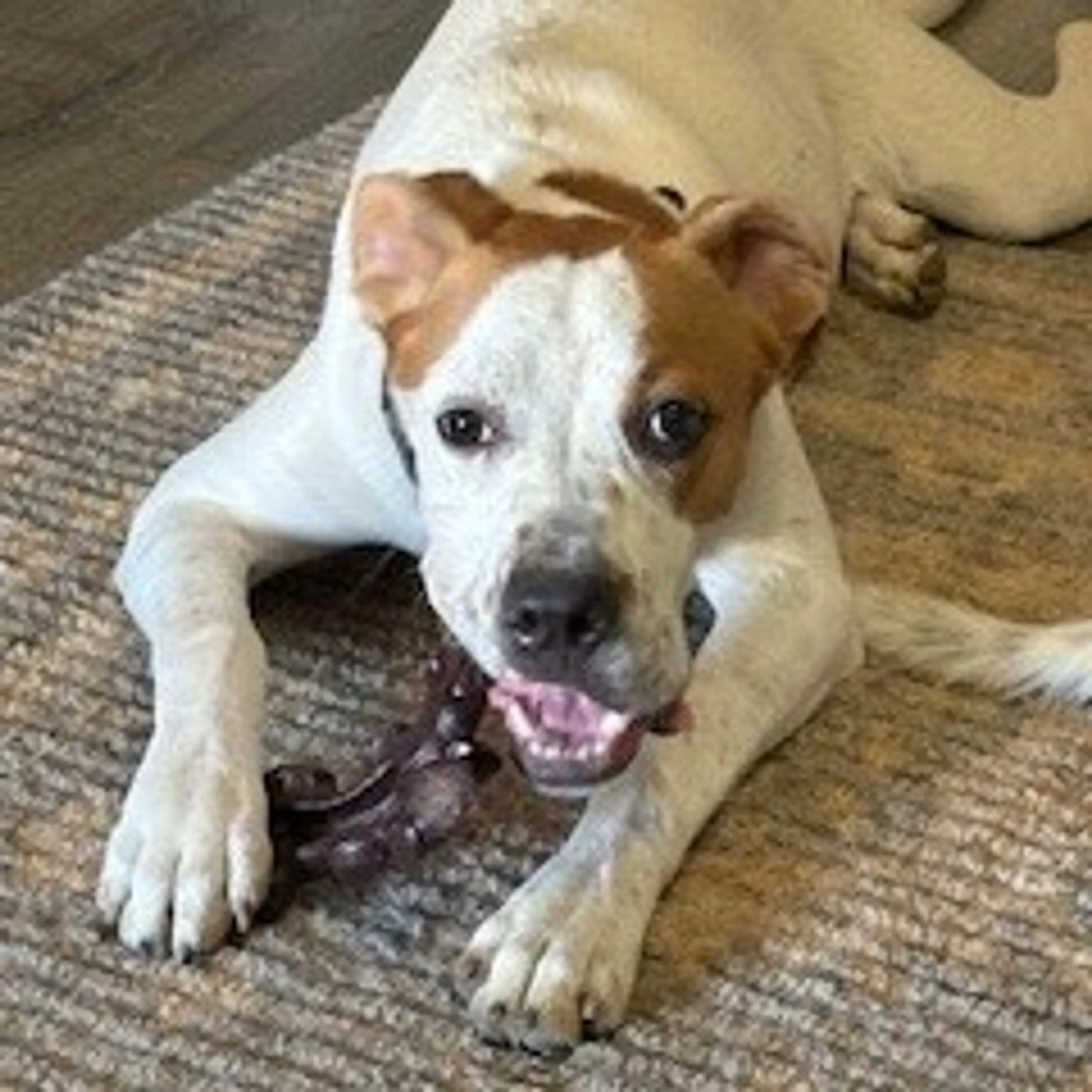 Found pet-7