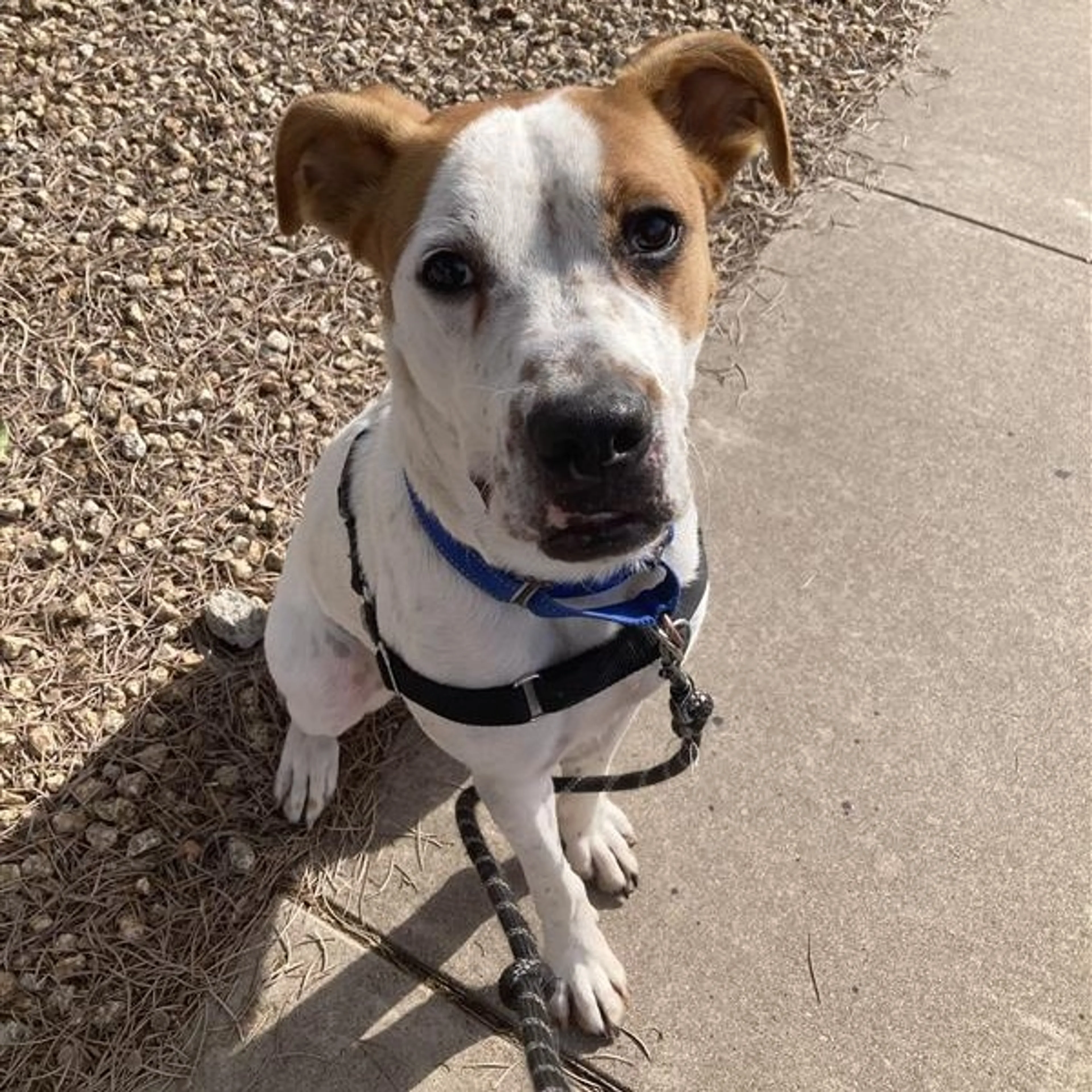 Found pet-14