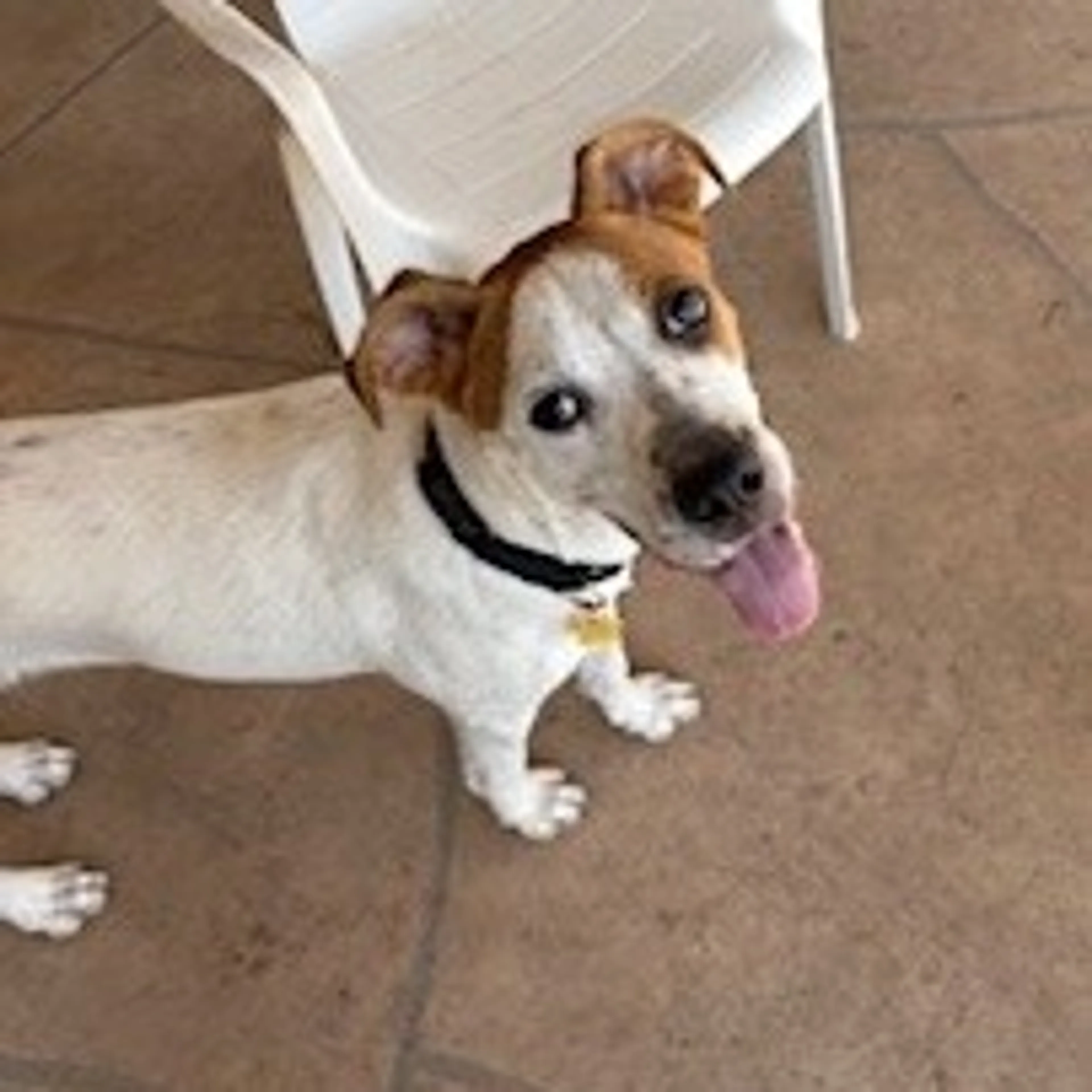 Found pet-3