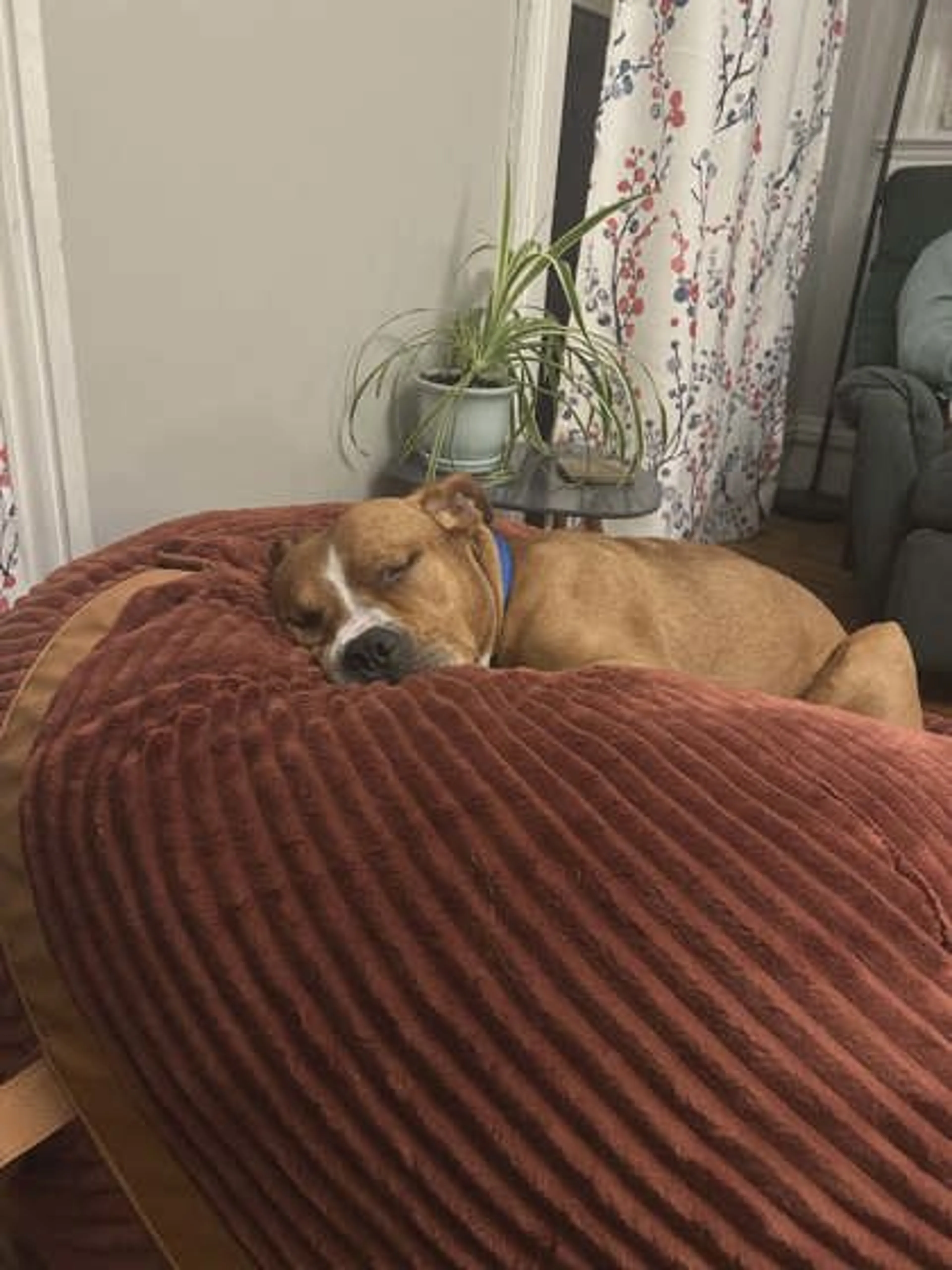 Found pet-2