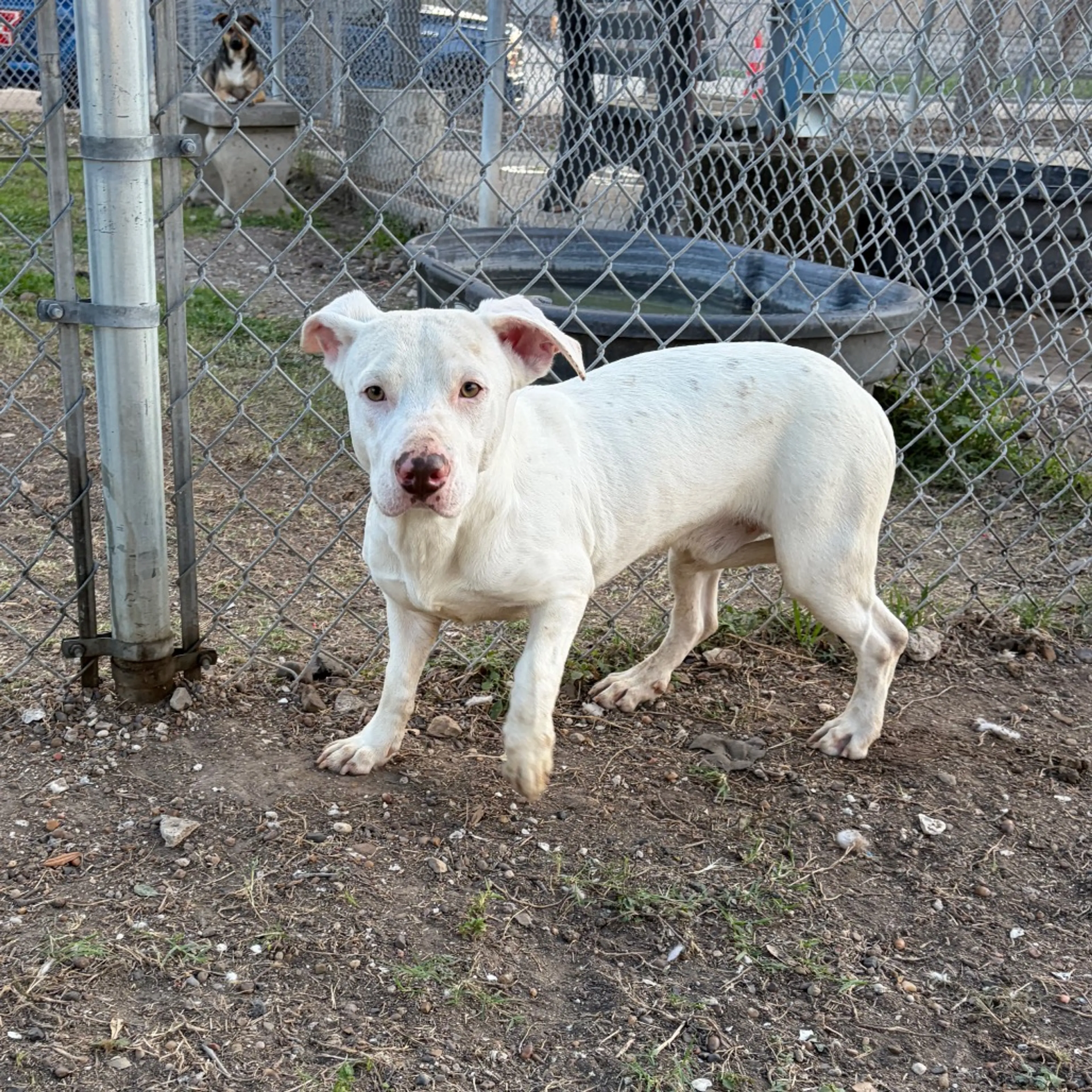 Found pet-2