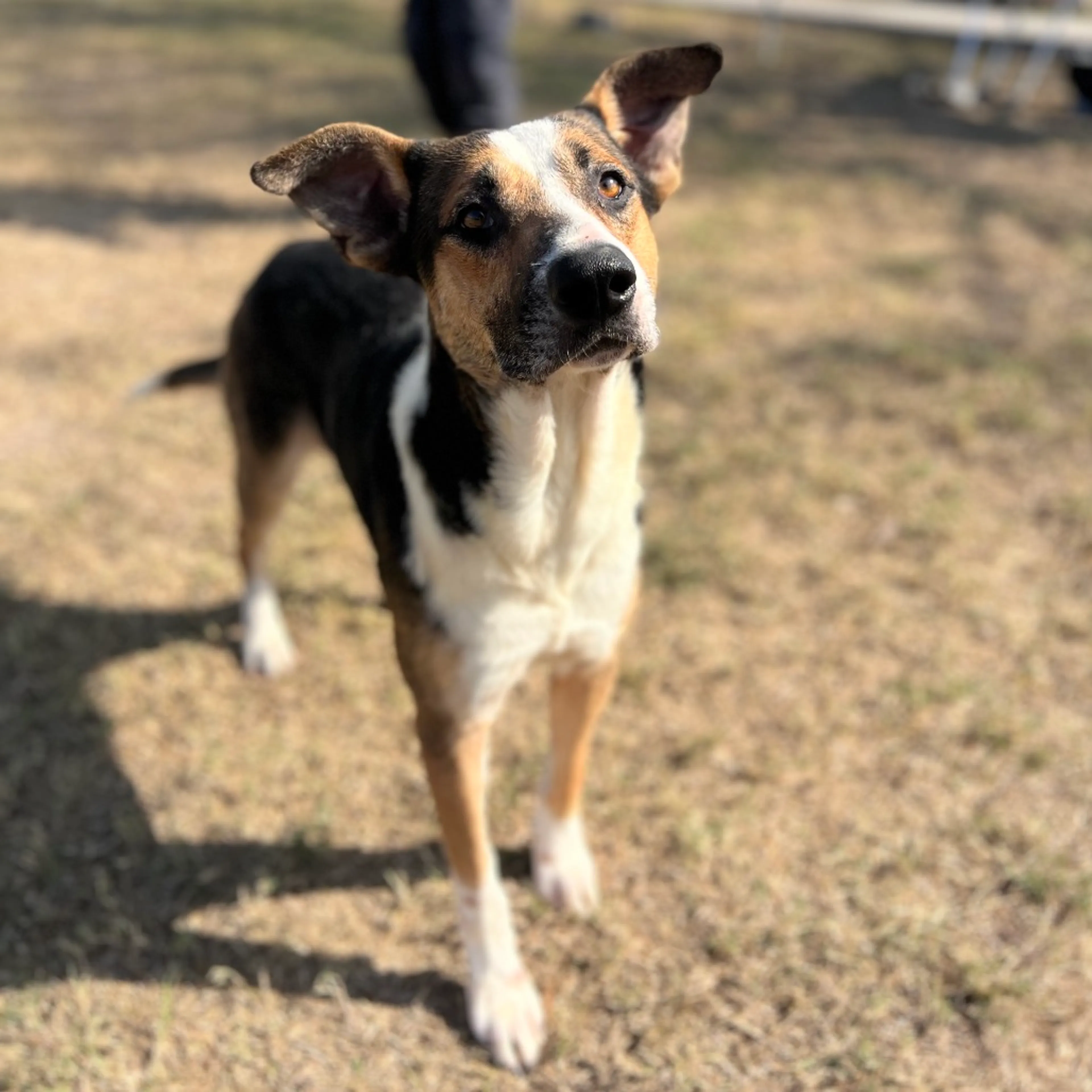 Found pet-5