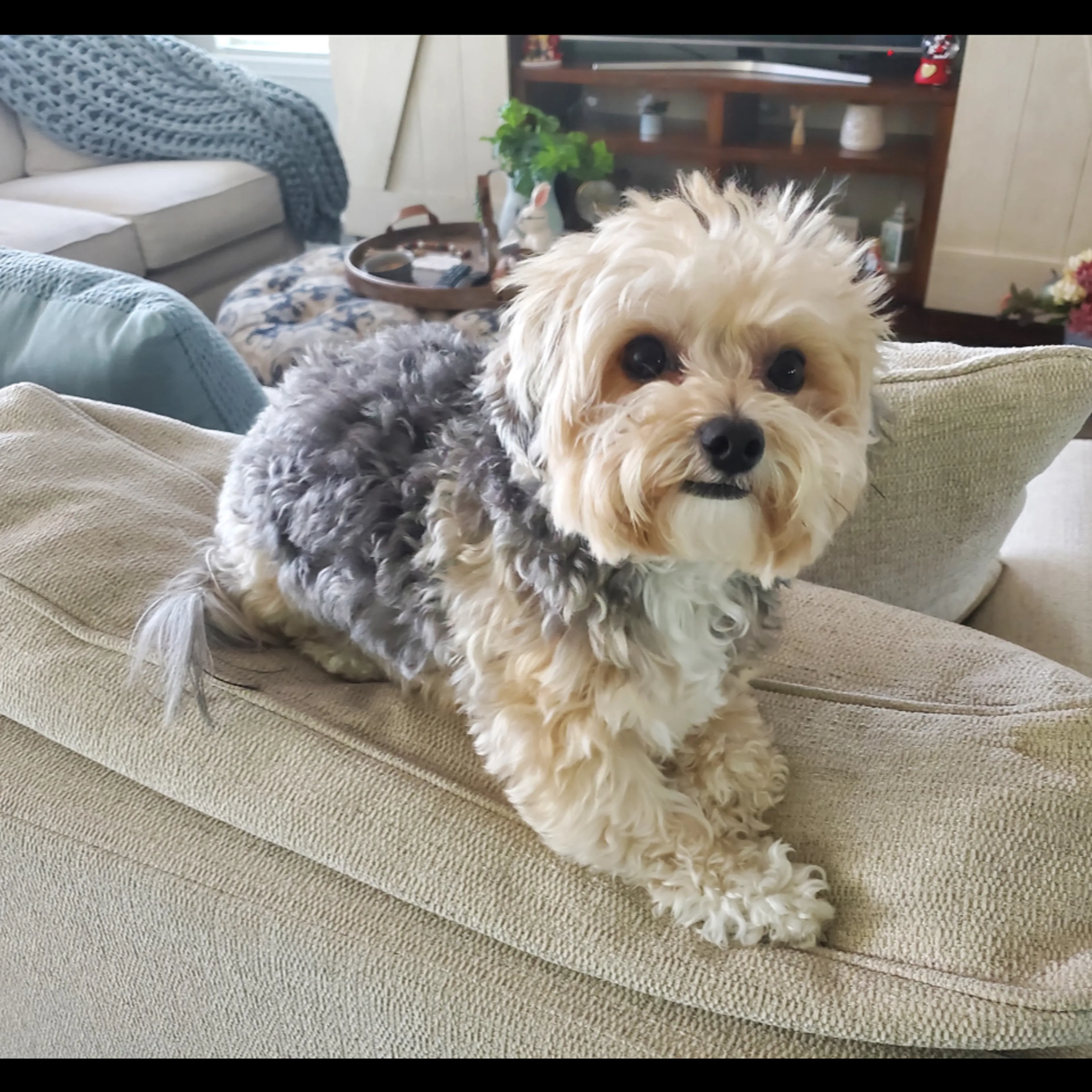 Lost pet-1
