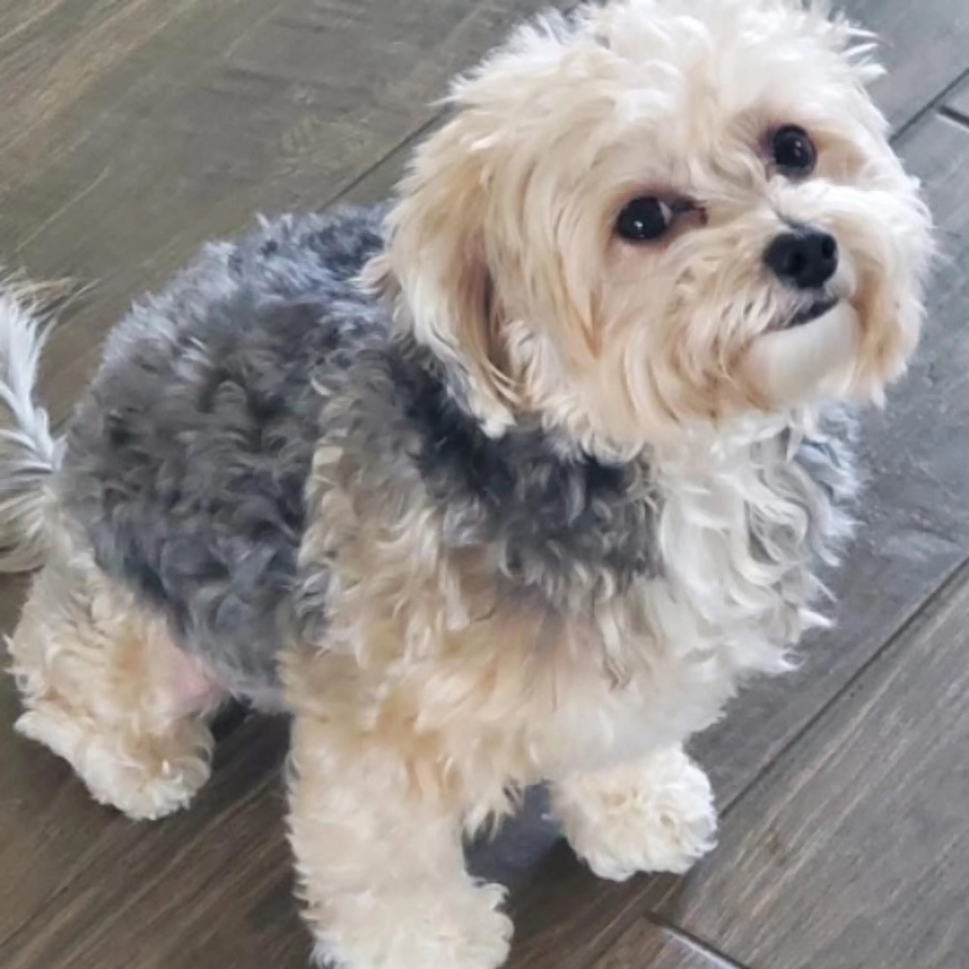 Lost pet-0