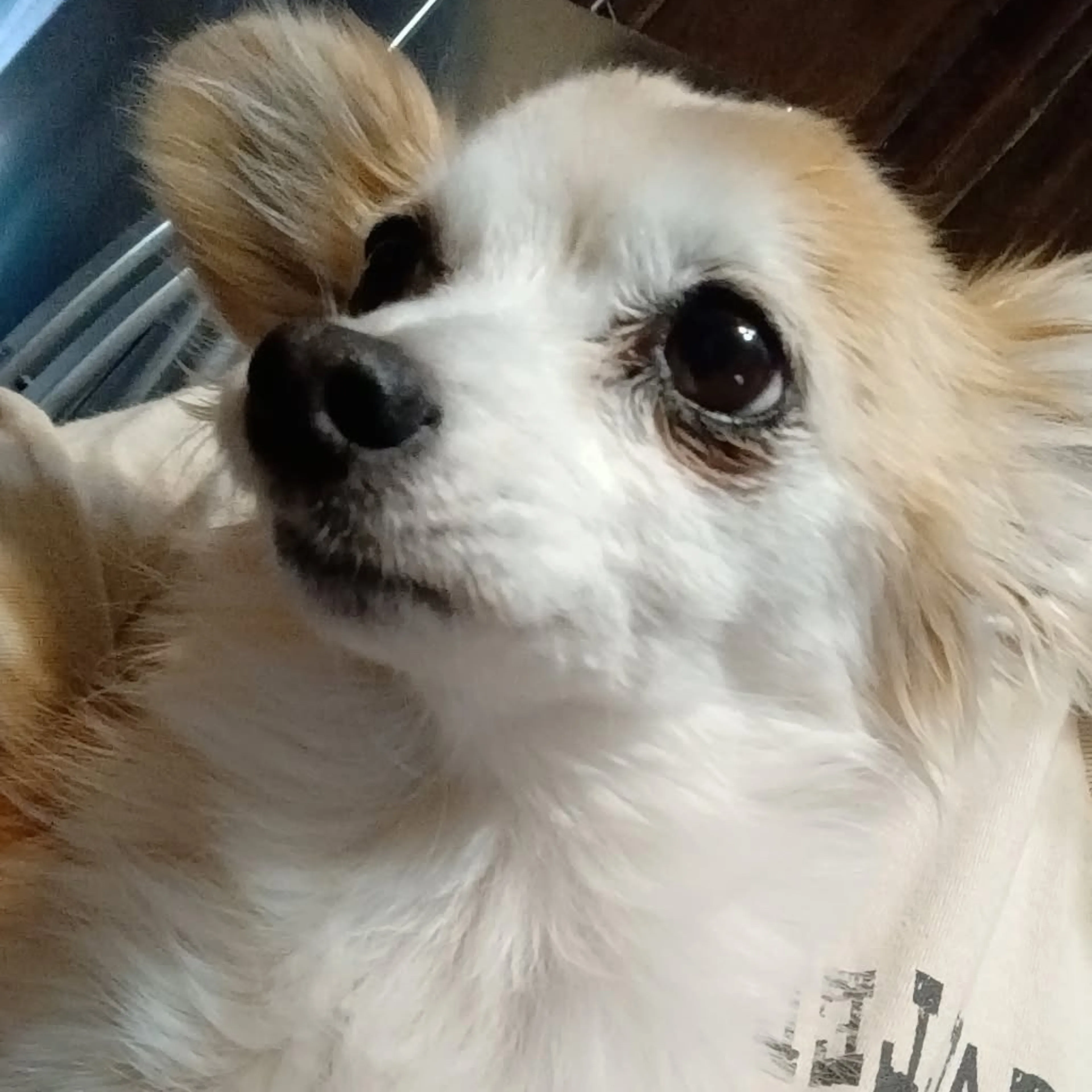 Lost pet-1