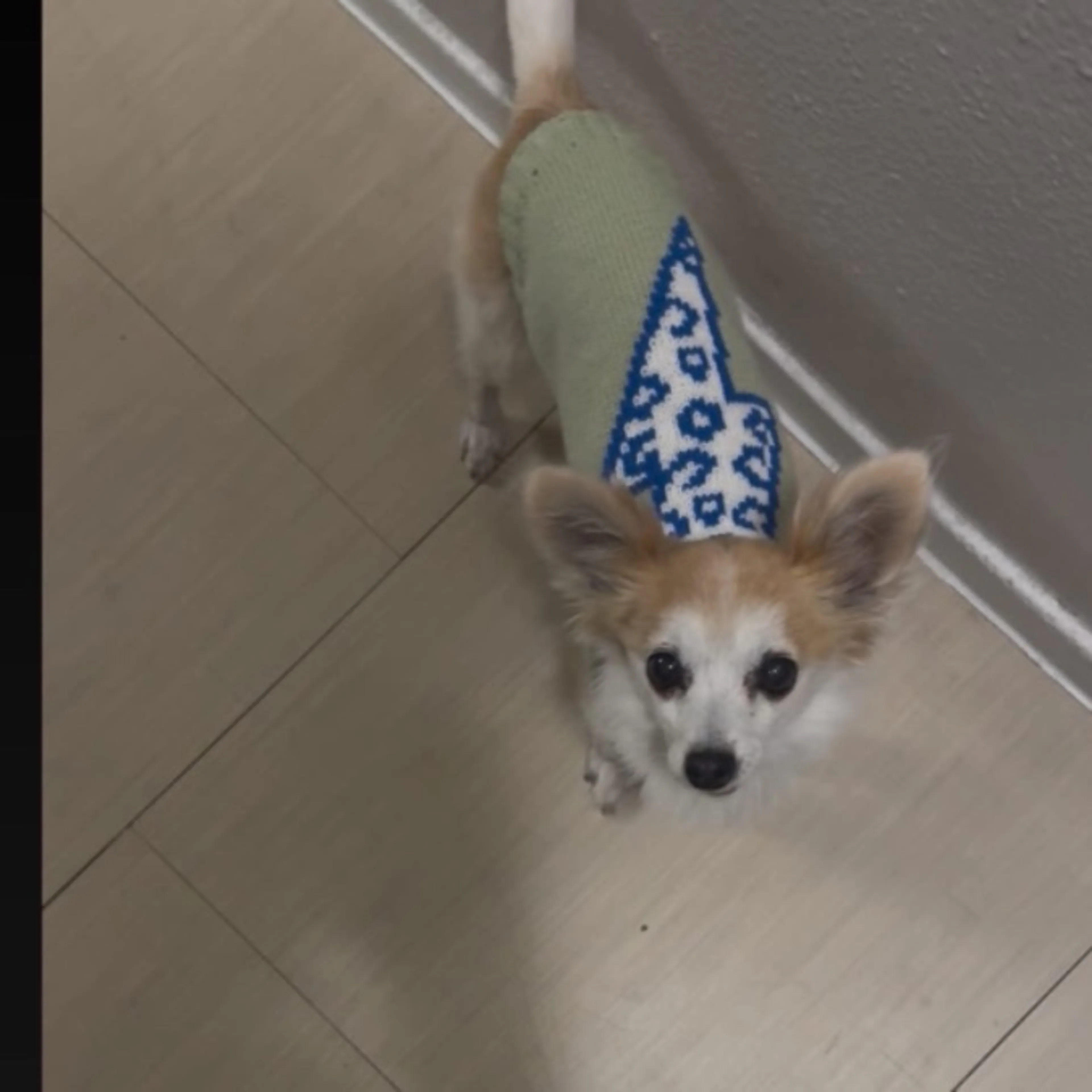 Lost pet-0