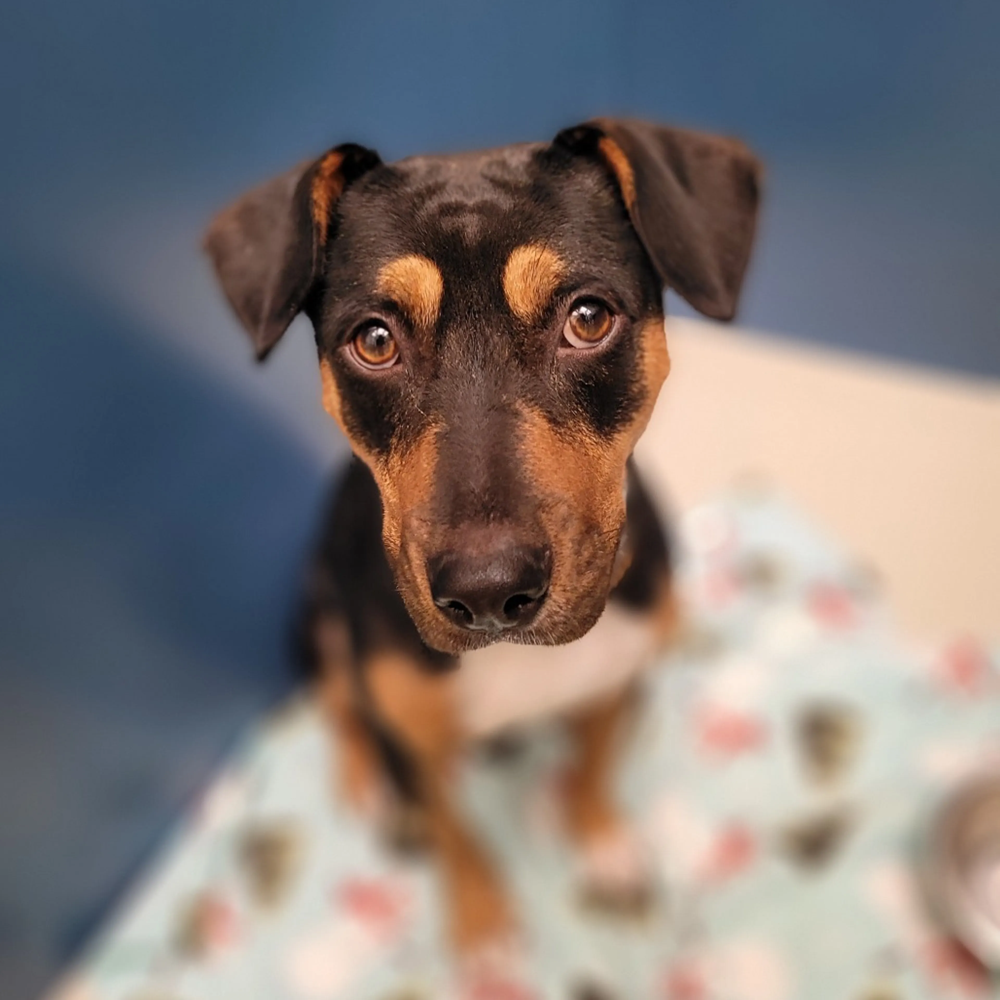Found pet-4