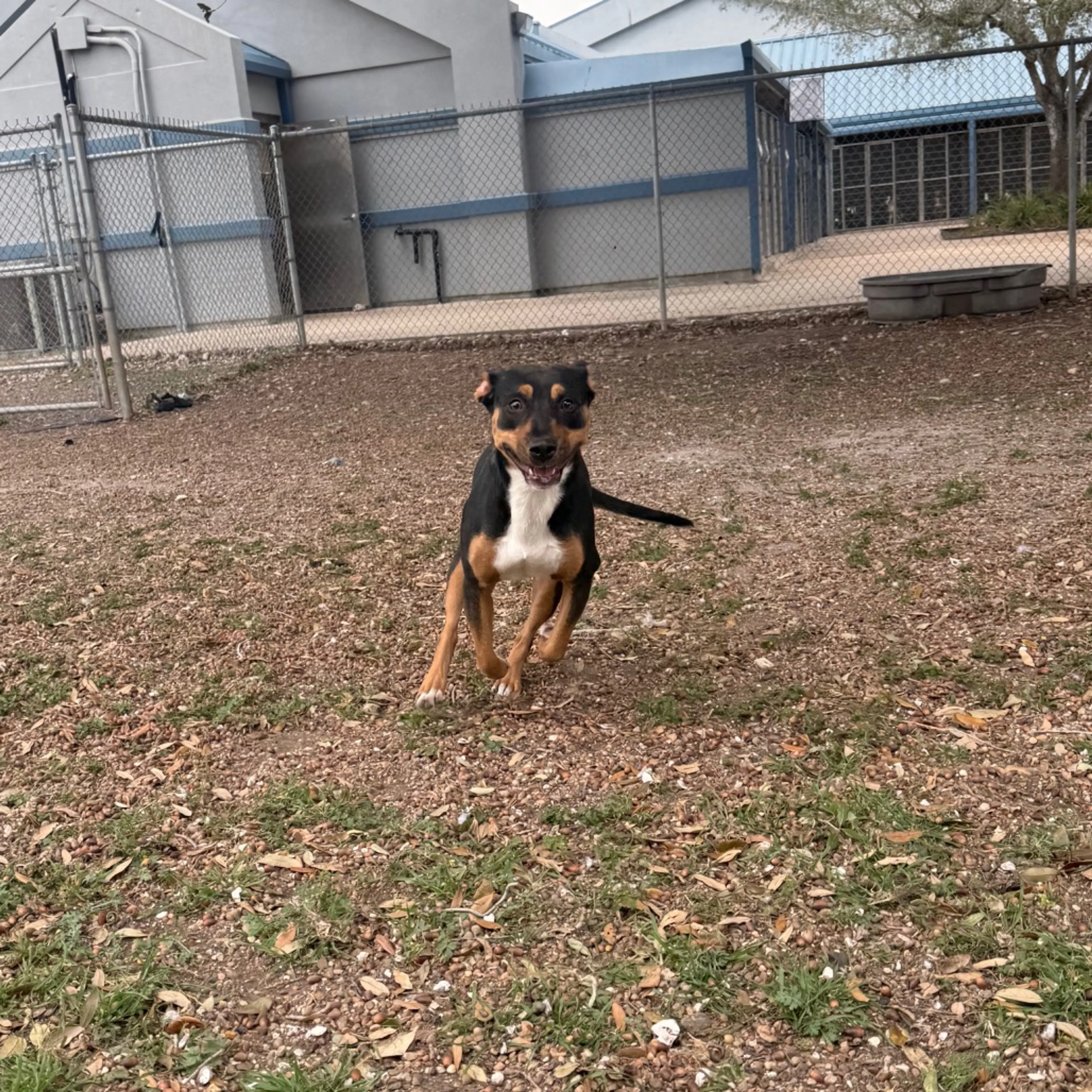 Found pet-8