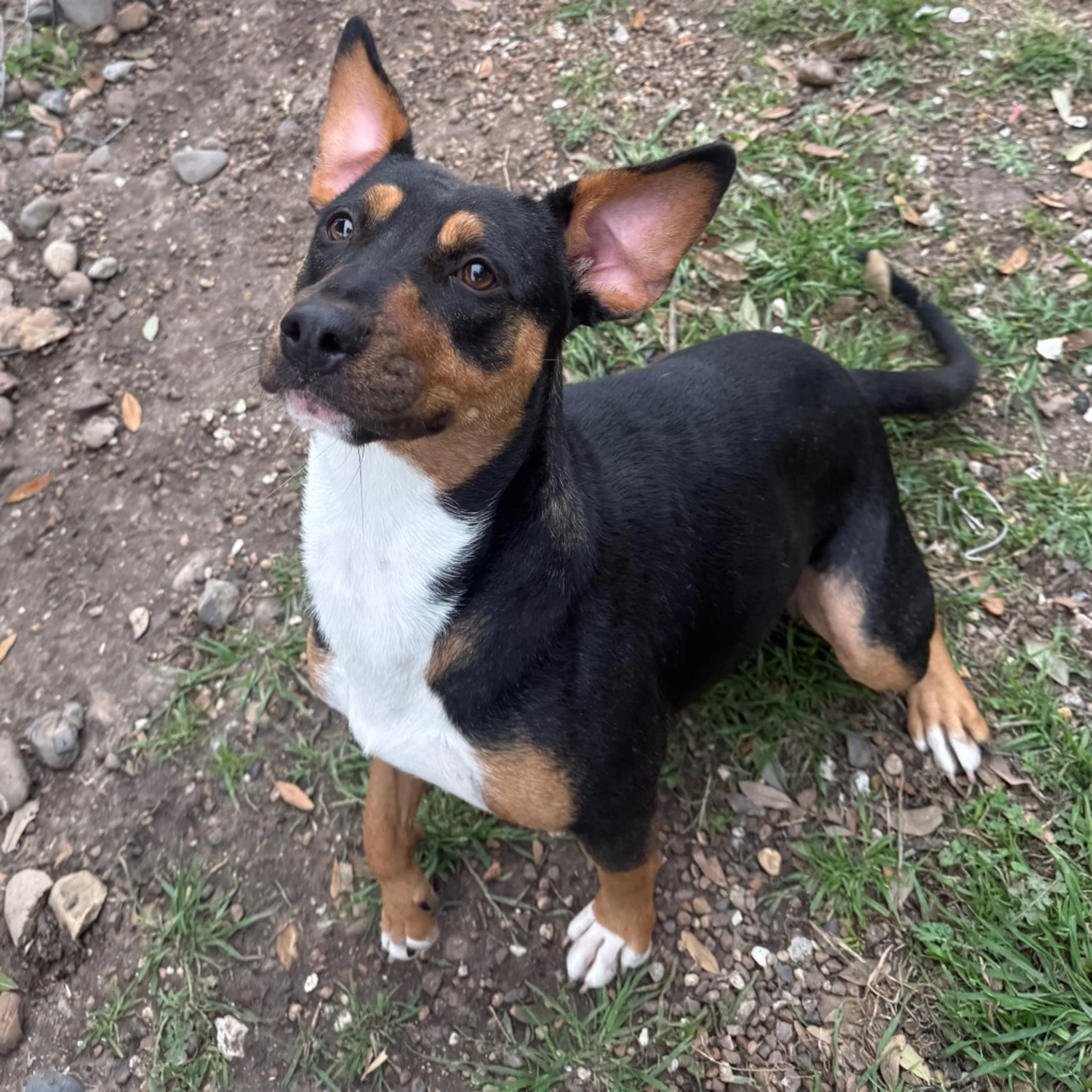 Found pet-6