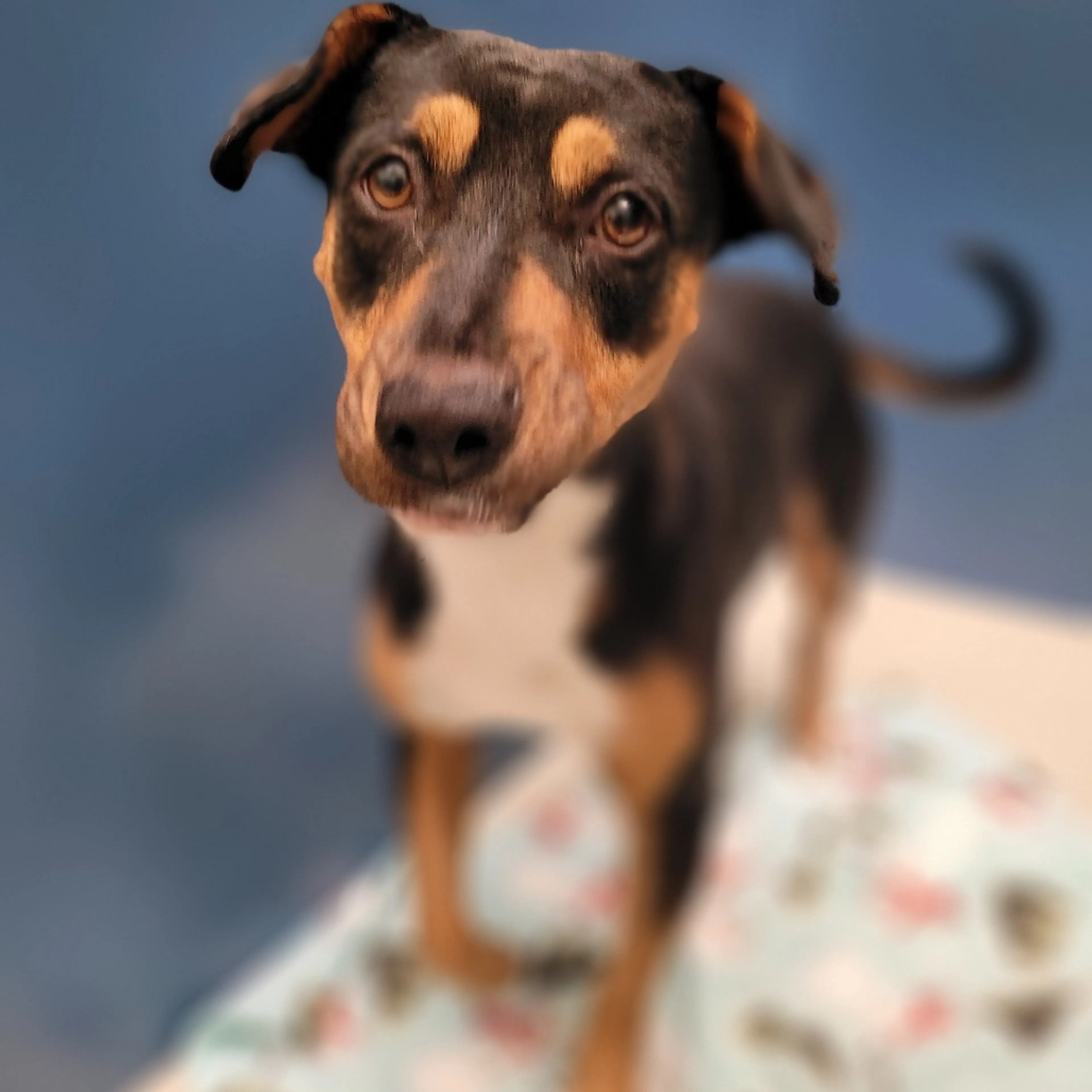 Found pet-3