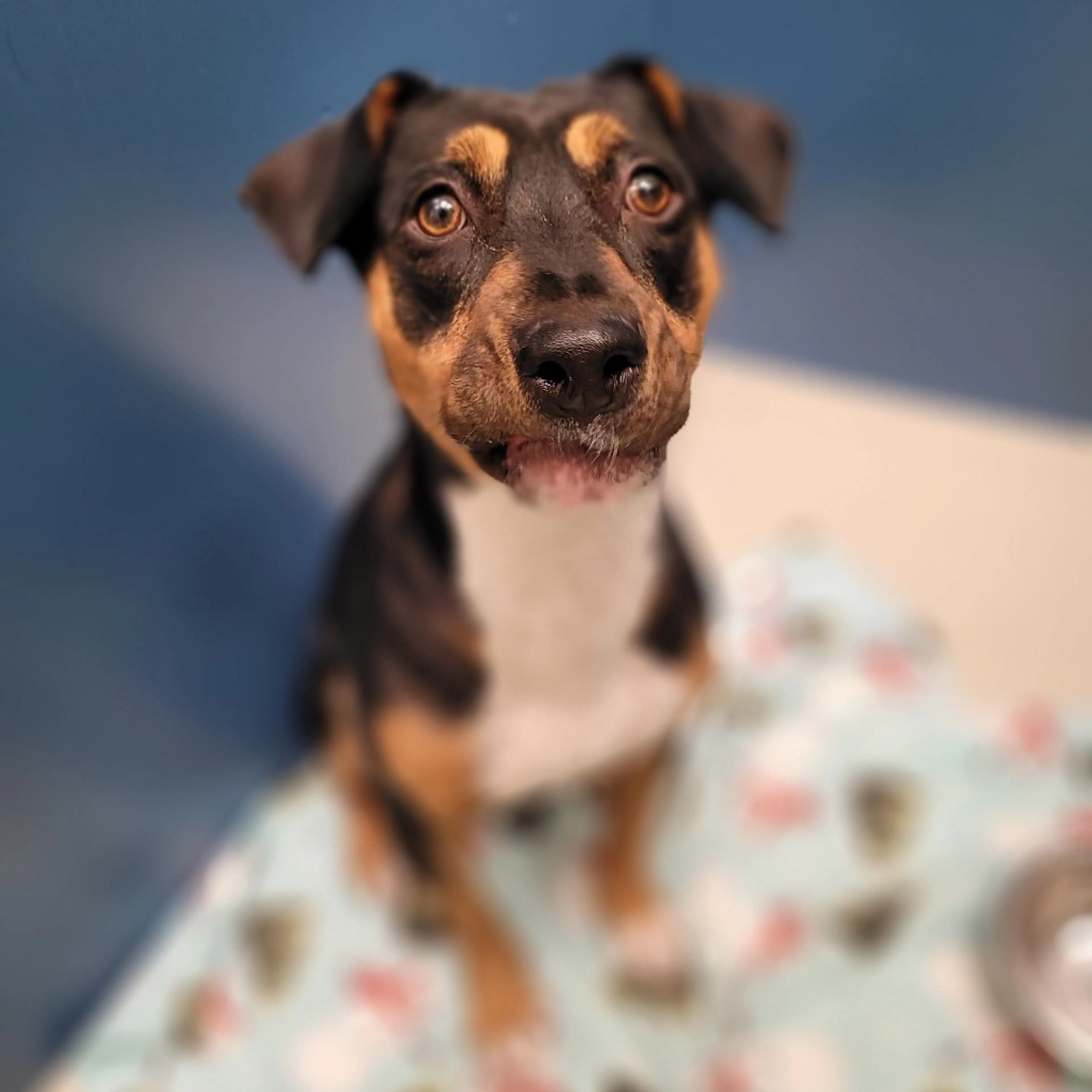 Found pet-5