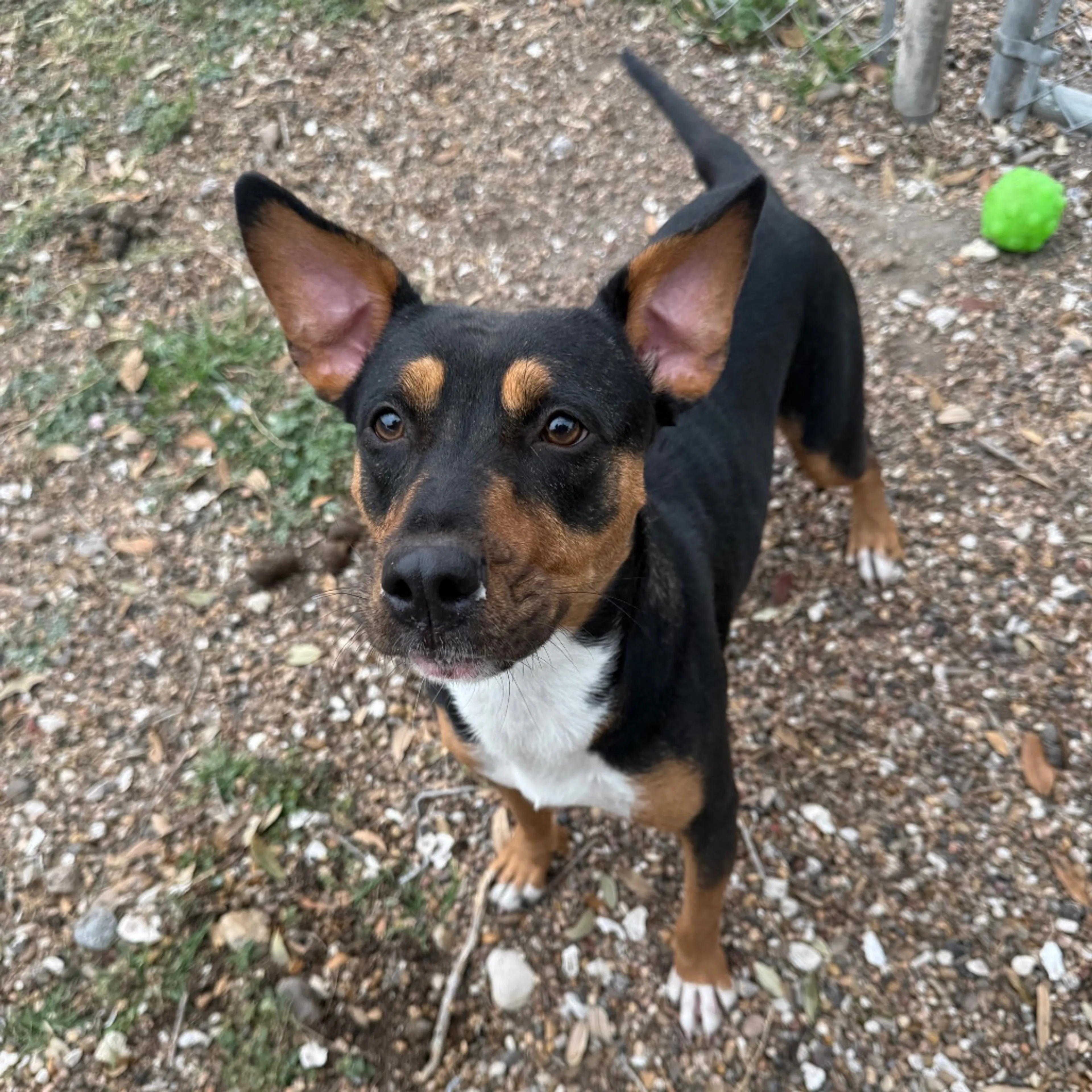Found pet-7