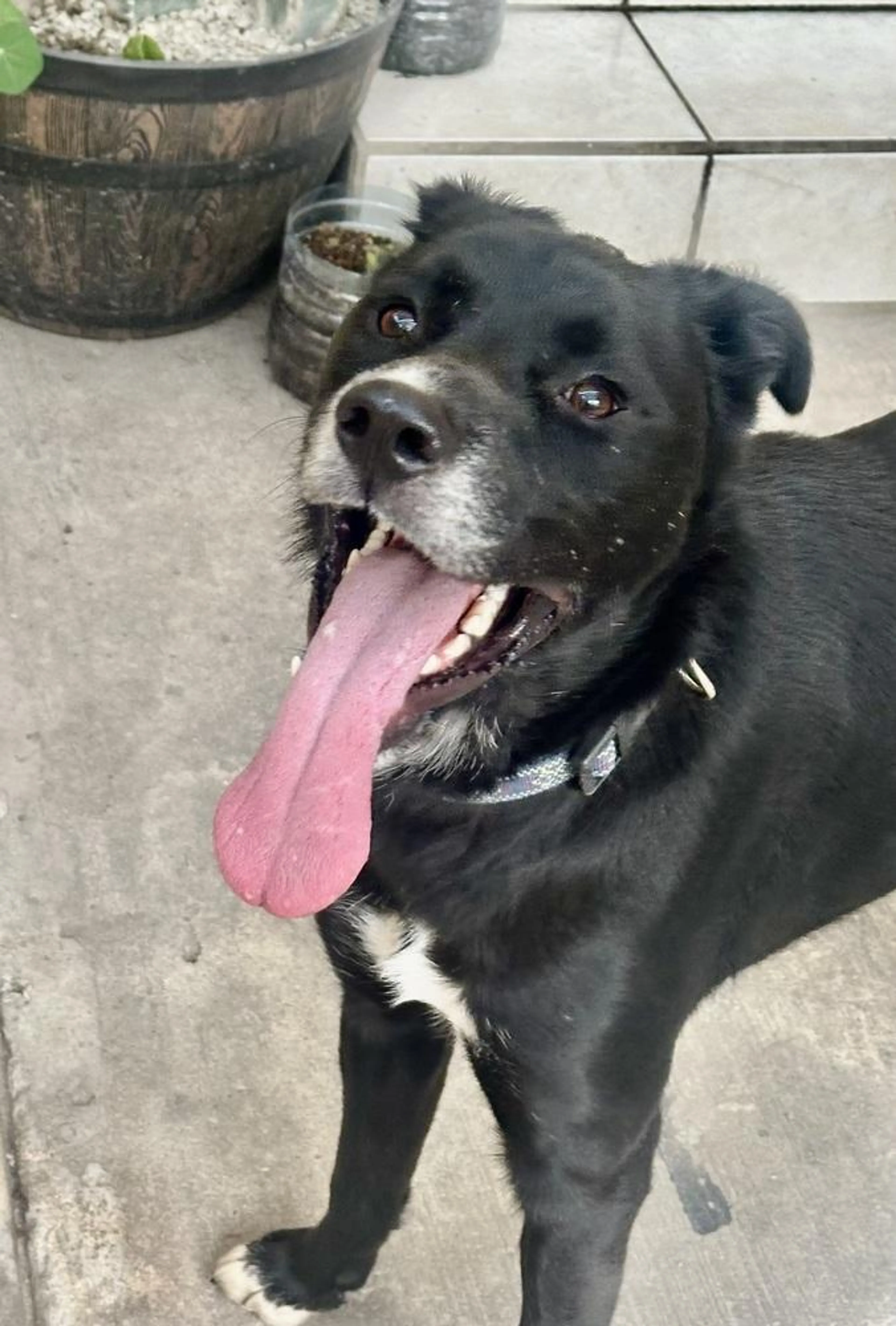 Found pet-1