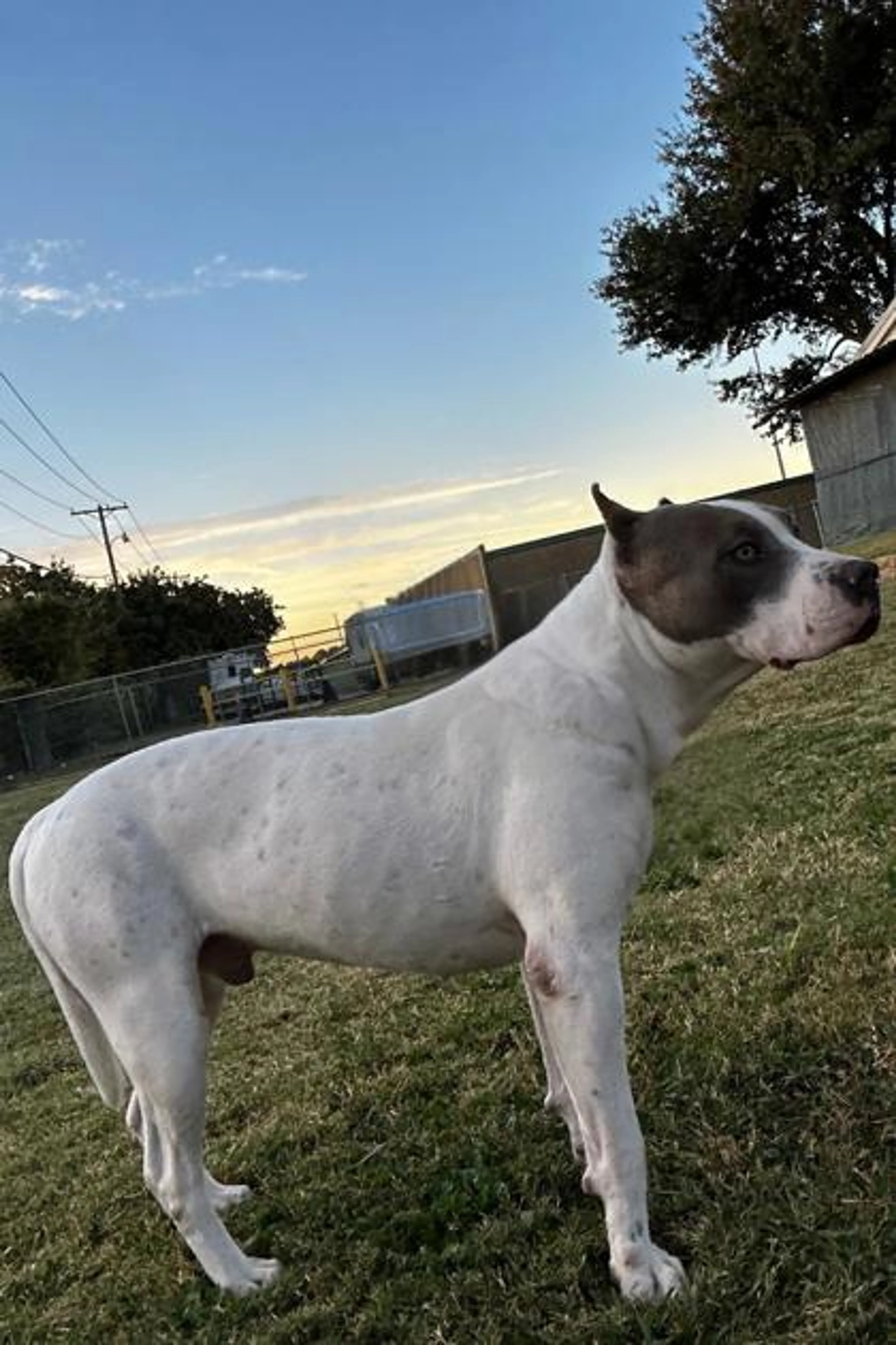 Found pet-2