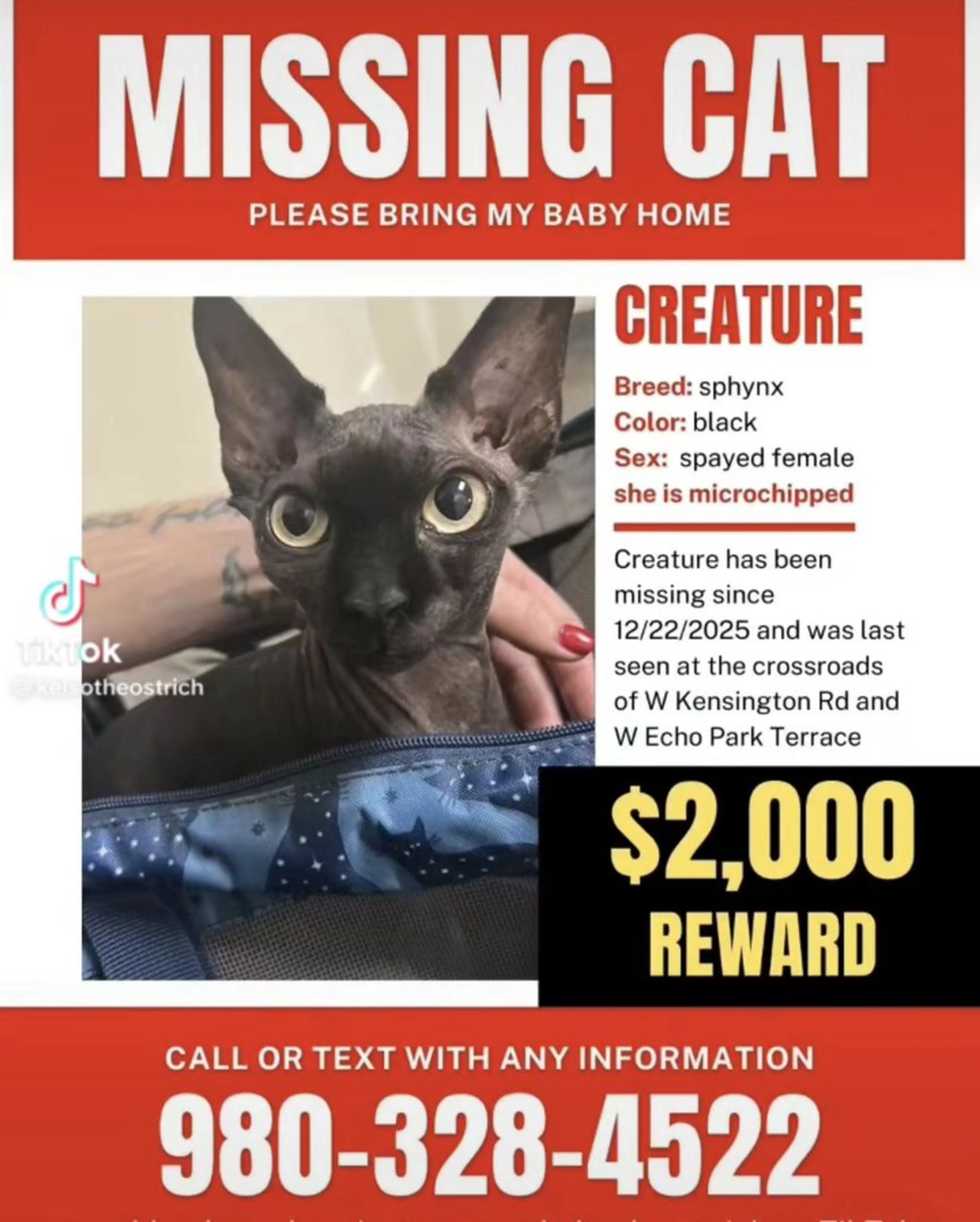 Lost pet