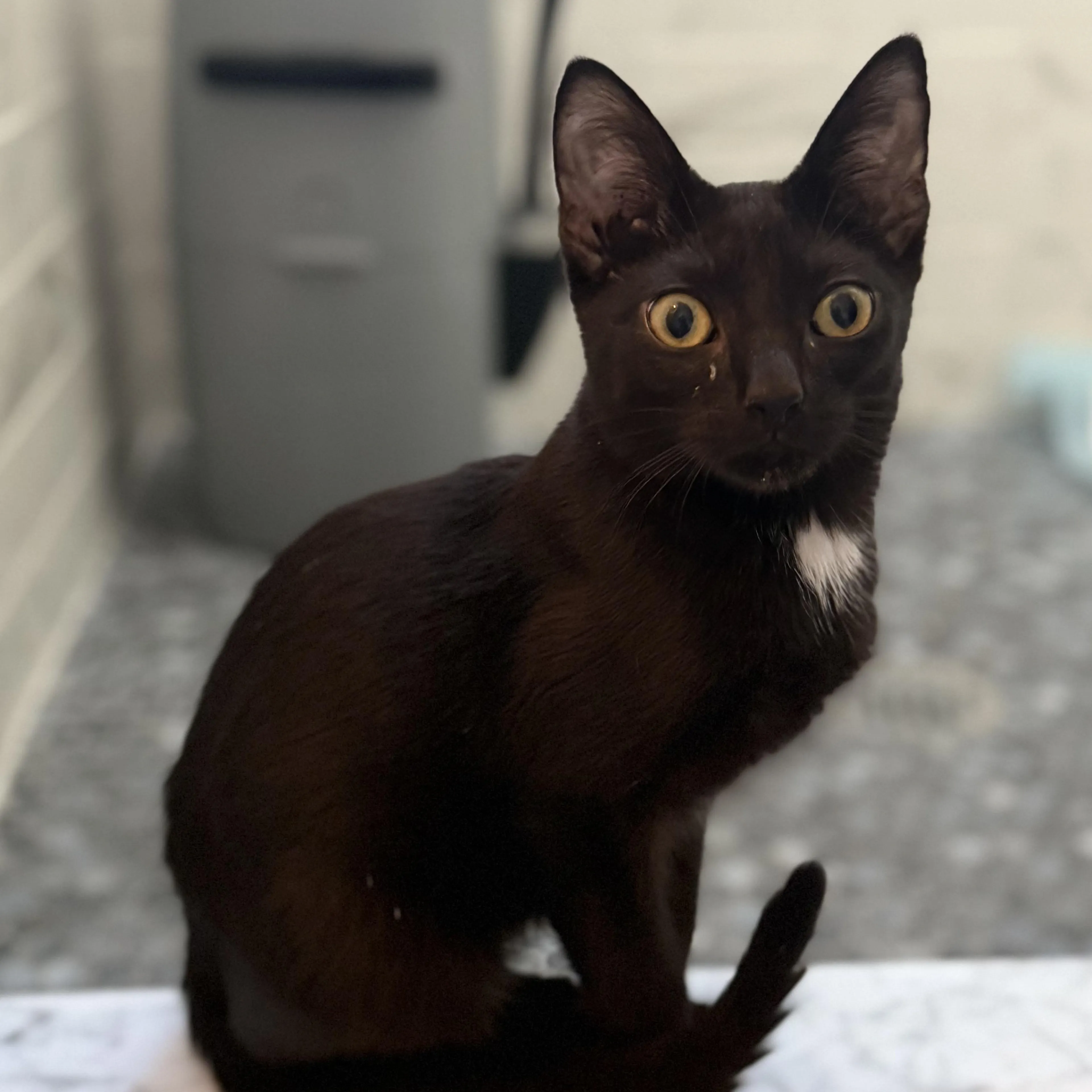Found pet-5