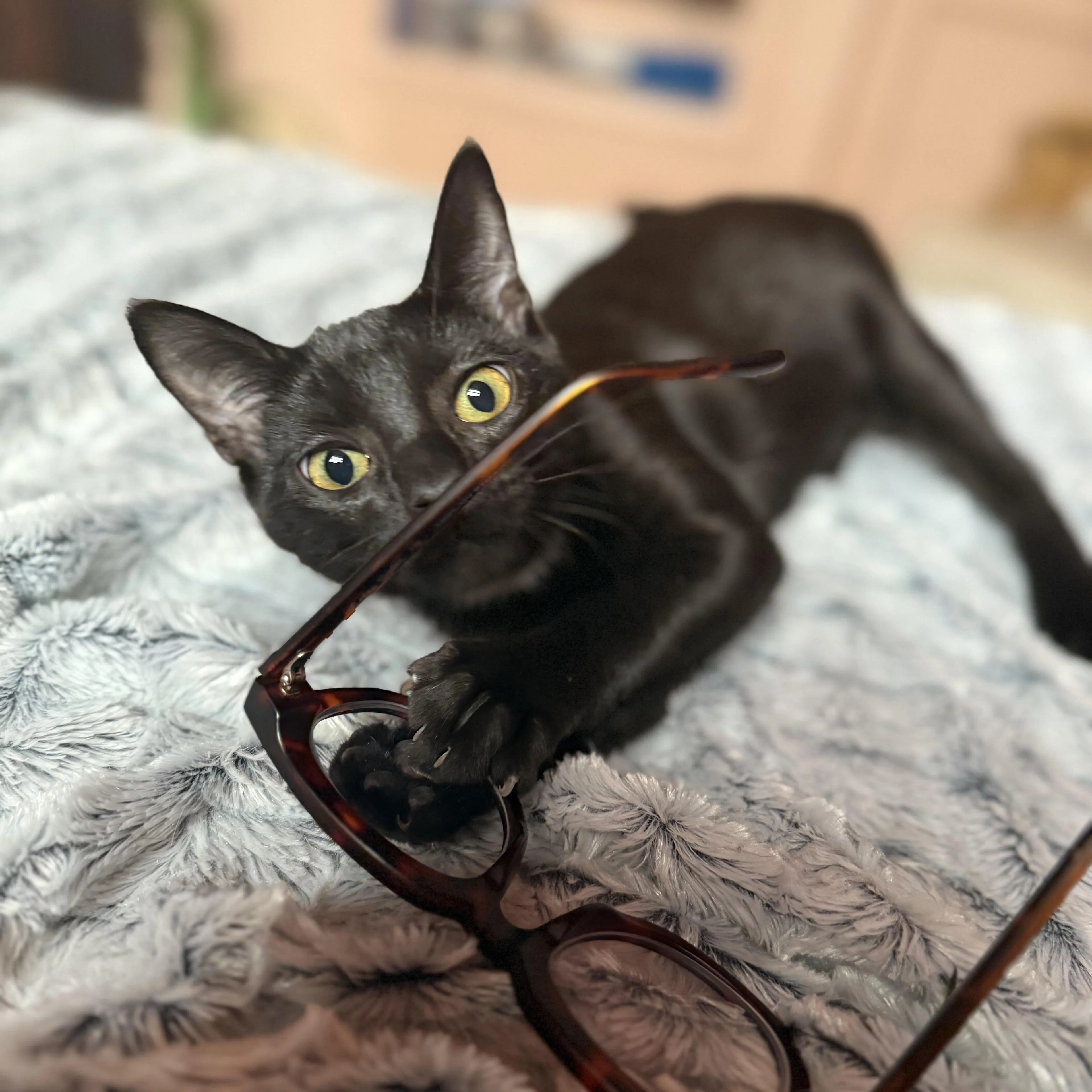 Found pet-3